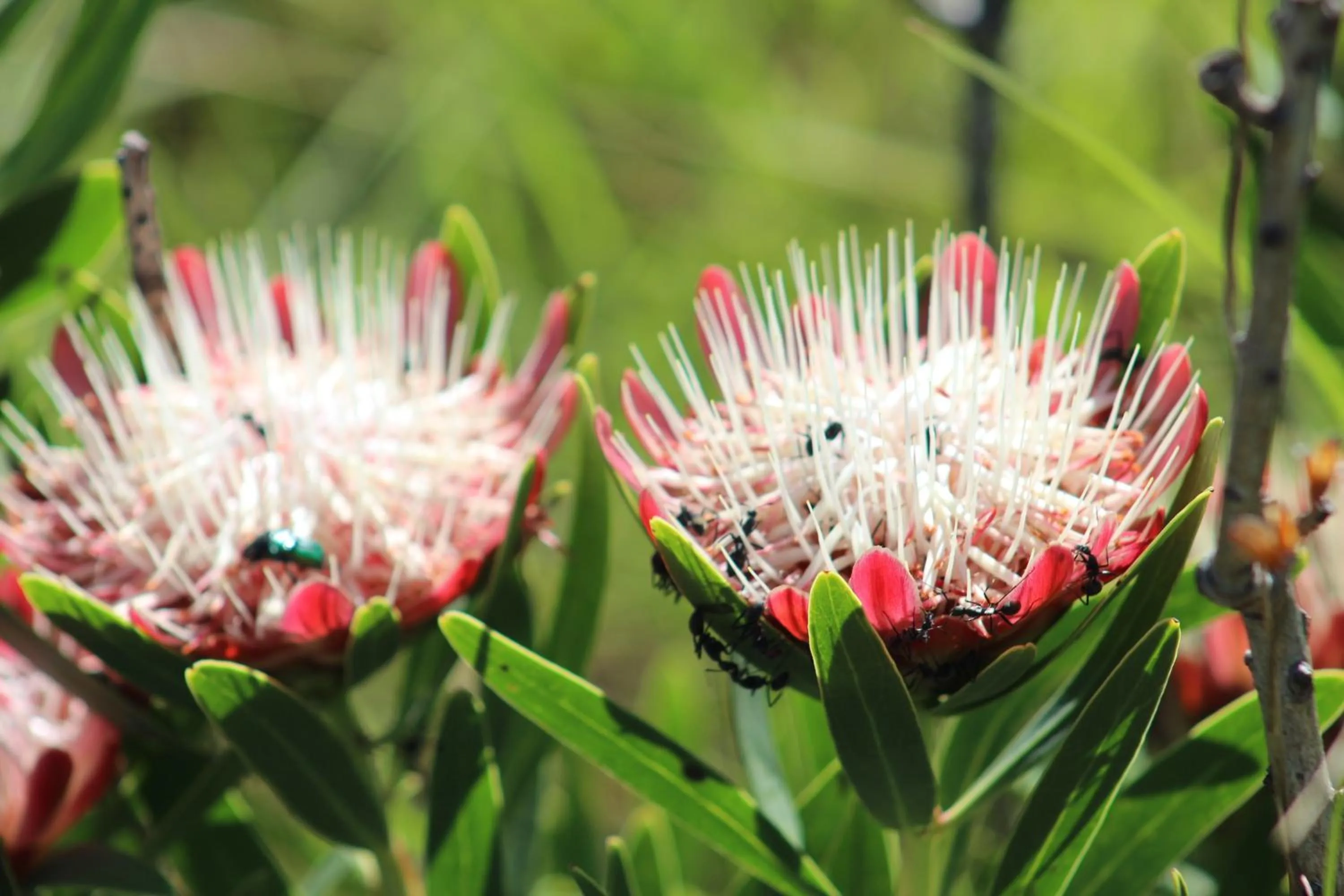 Garden in Inkwenkwezi Private Game Reserve
