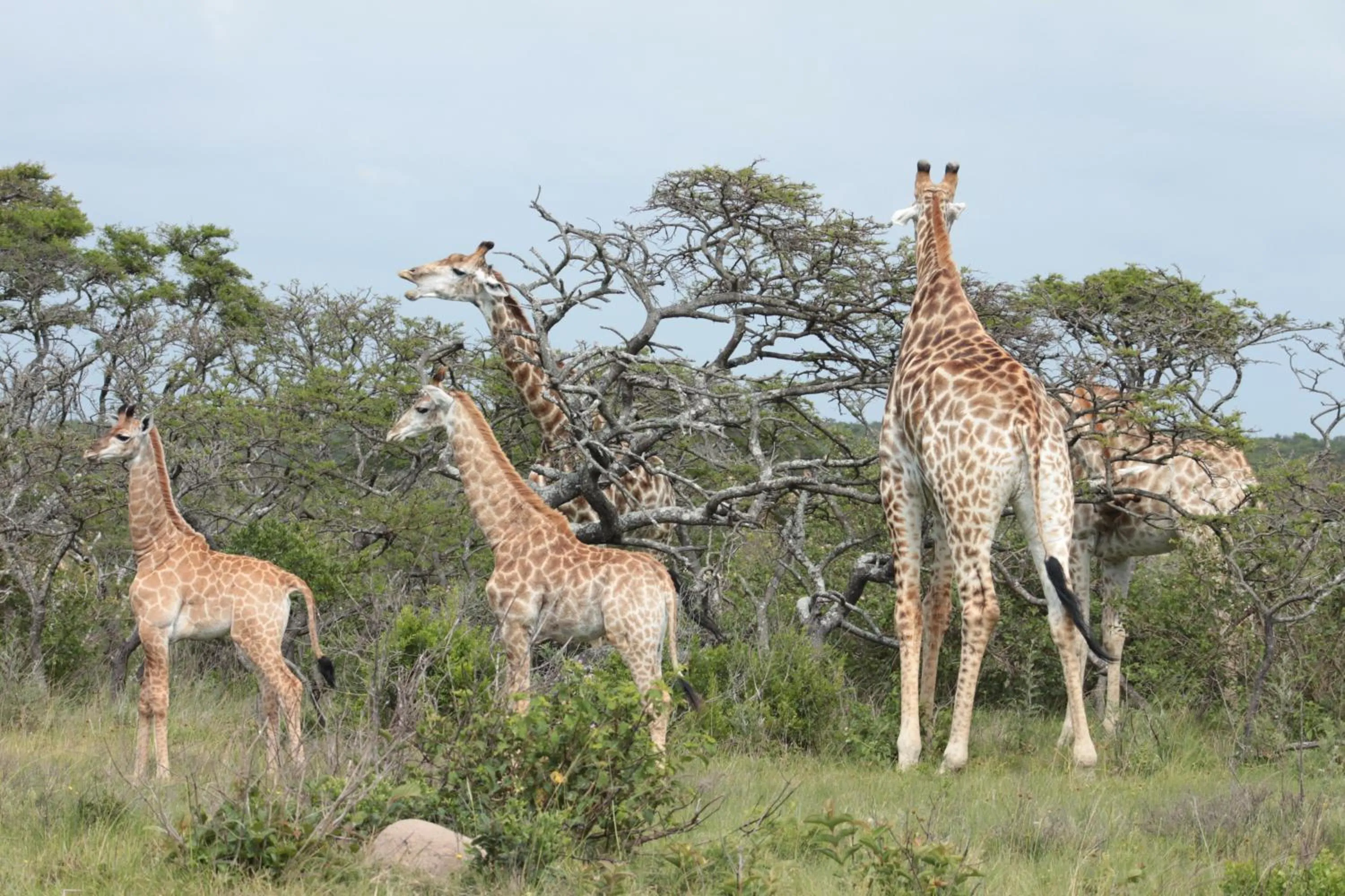 Other in Inkwenkwezi Private Game Reserve