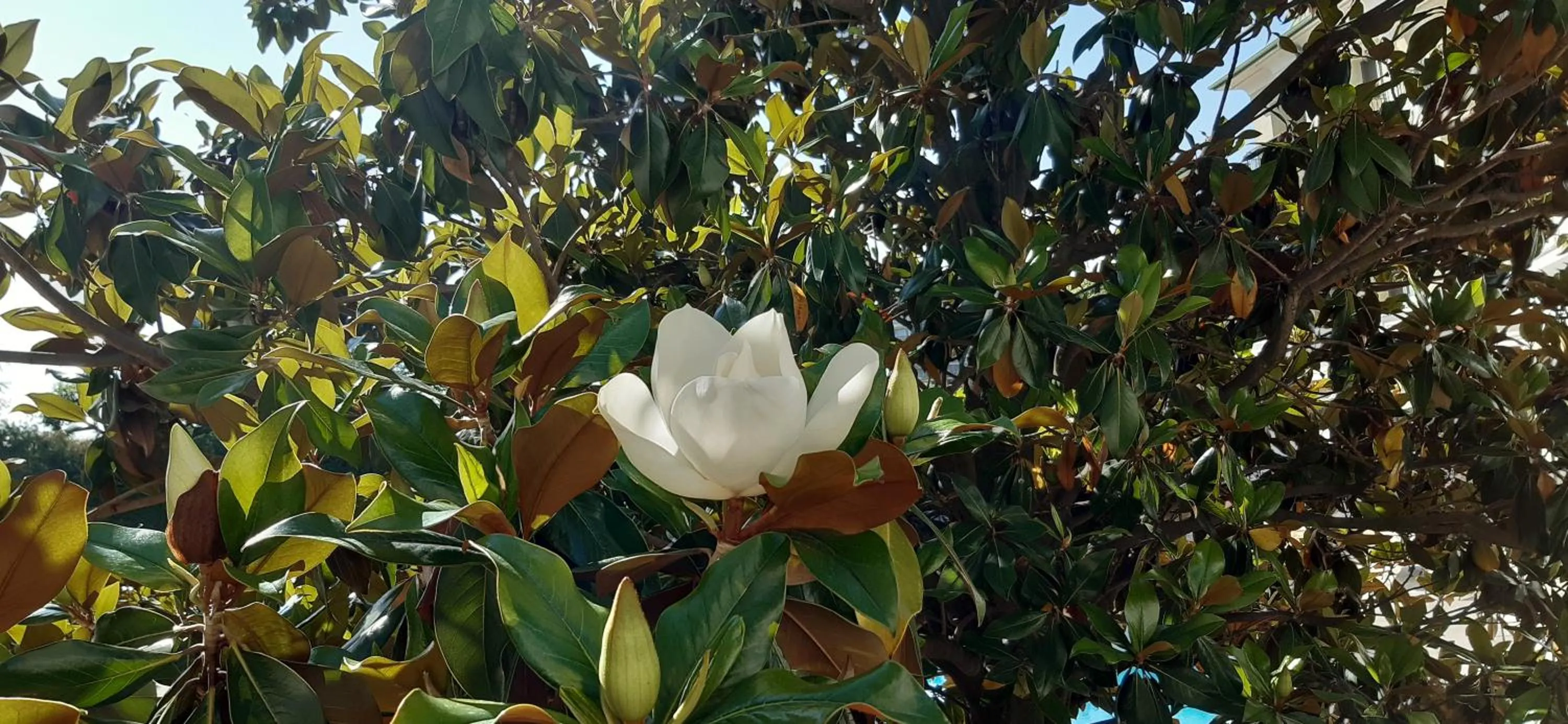 Garden in ApartComplex Splendid