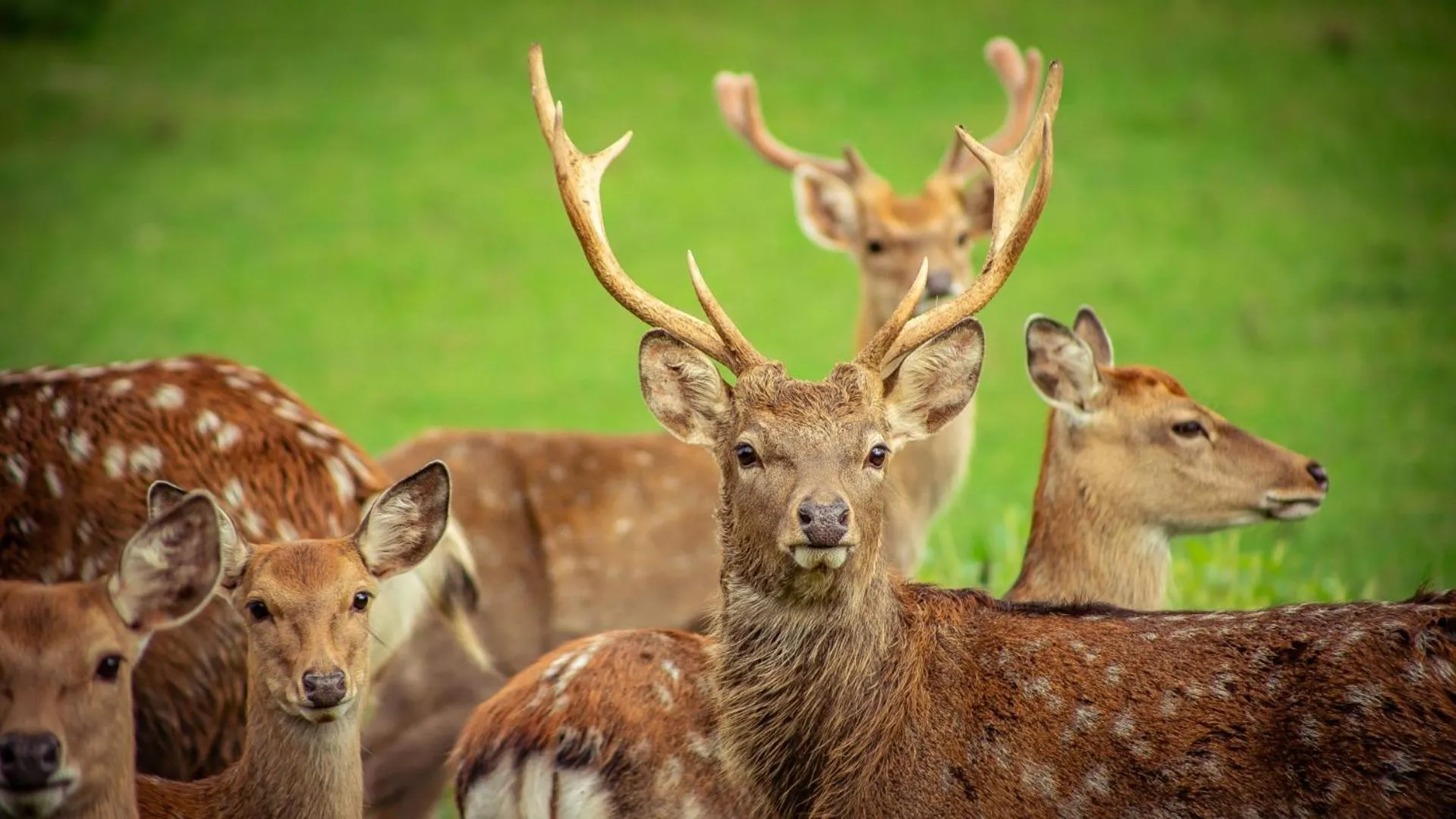 Animals in Gasthof Schneiderwirt, Kipfenberg OT Hirnstetten