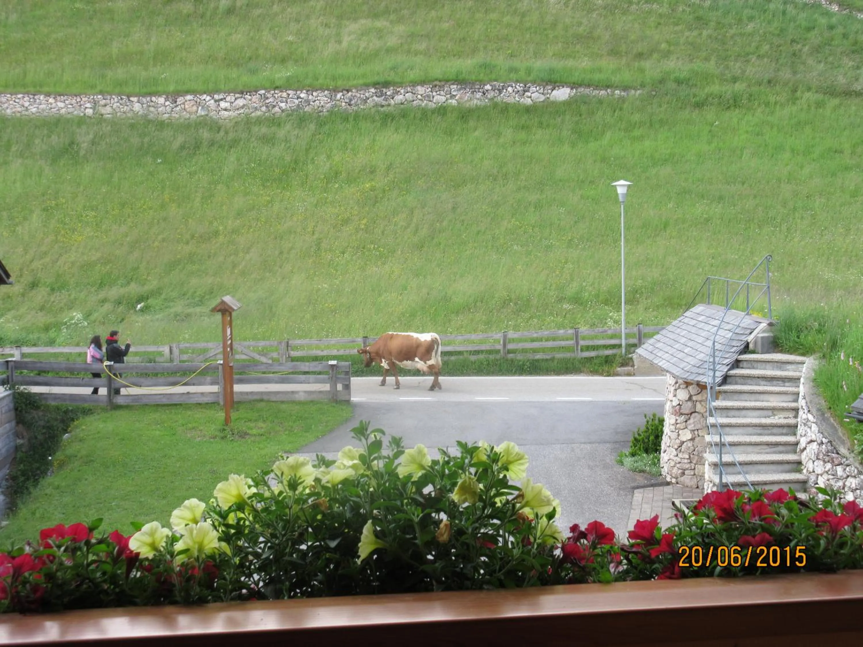 Pets in Garni La Majon