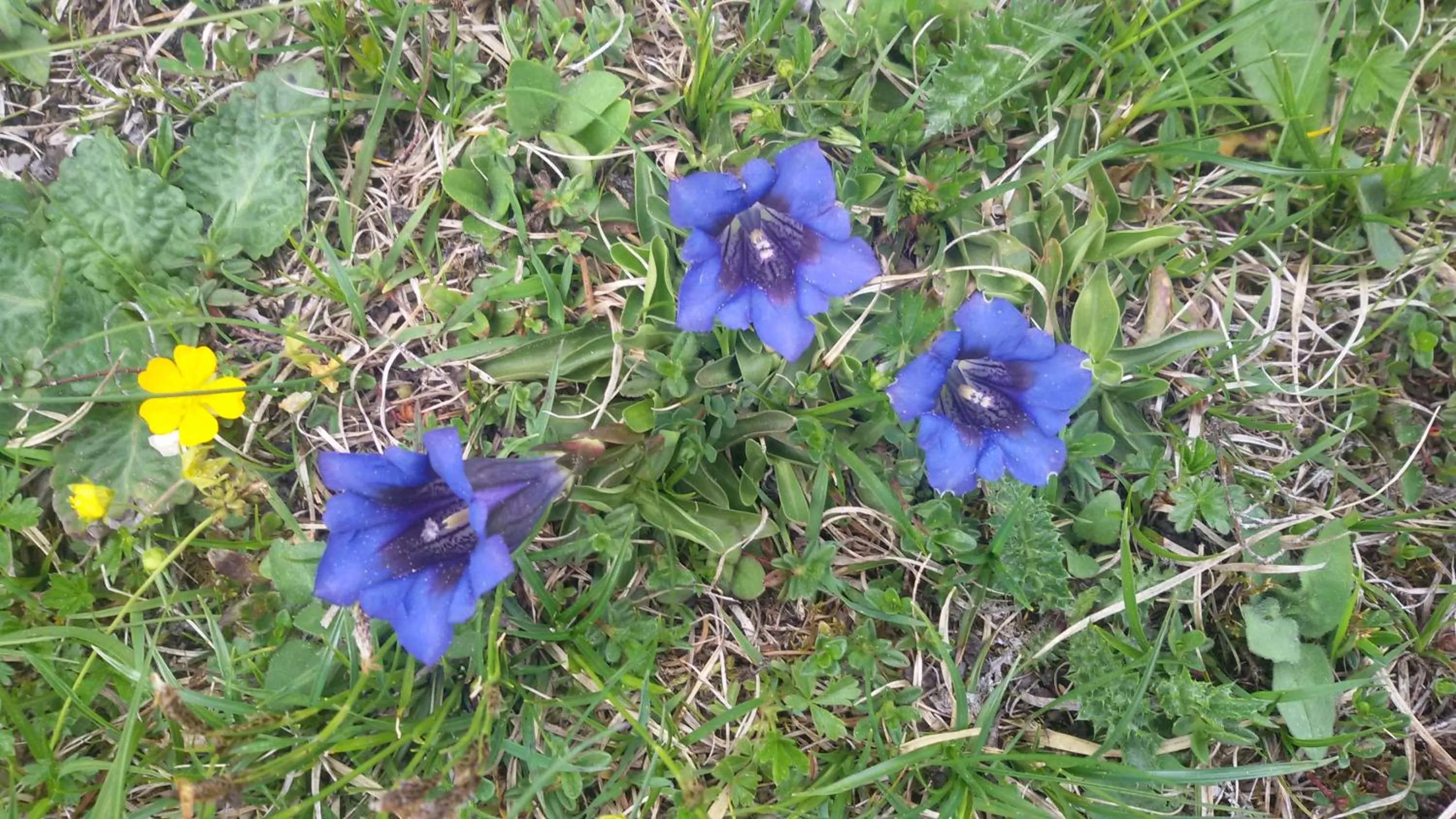 Property building in Garni La Majon