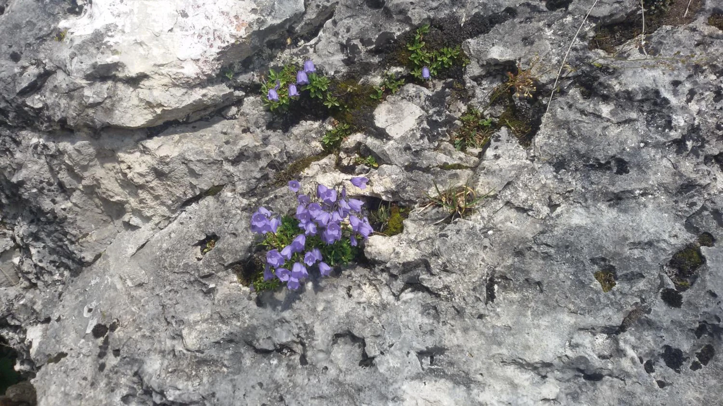 Property building in Garni La Majon