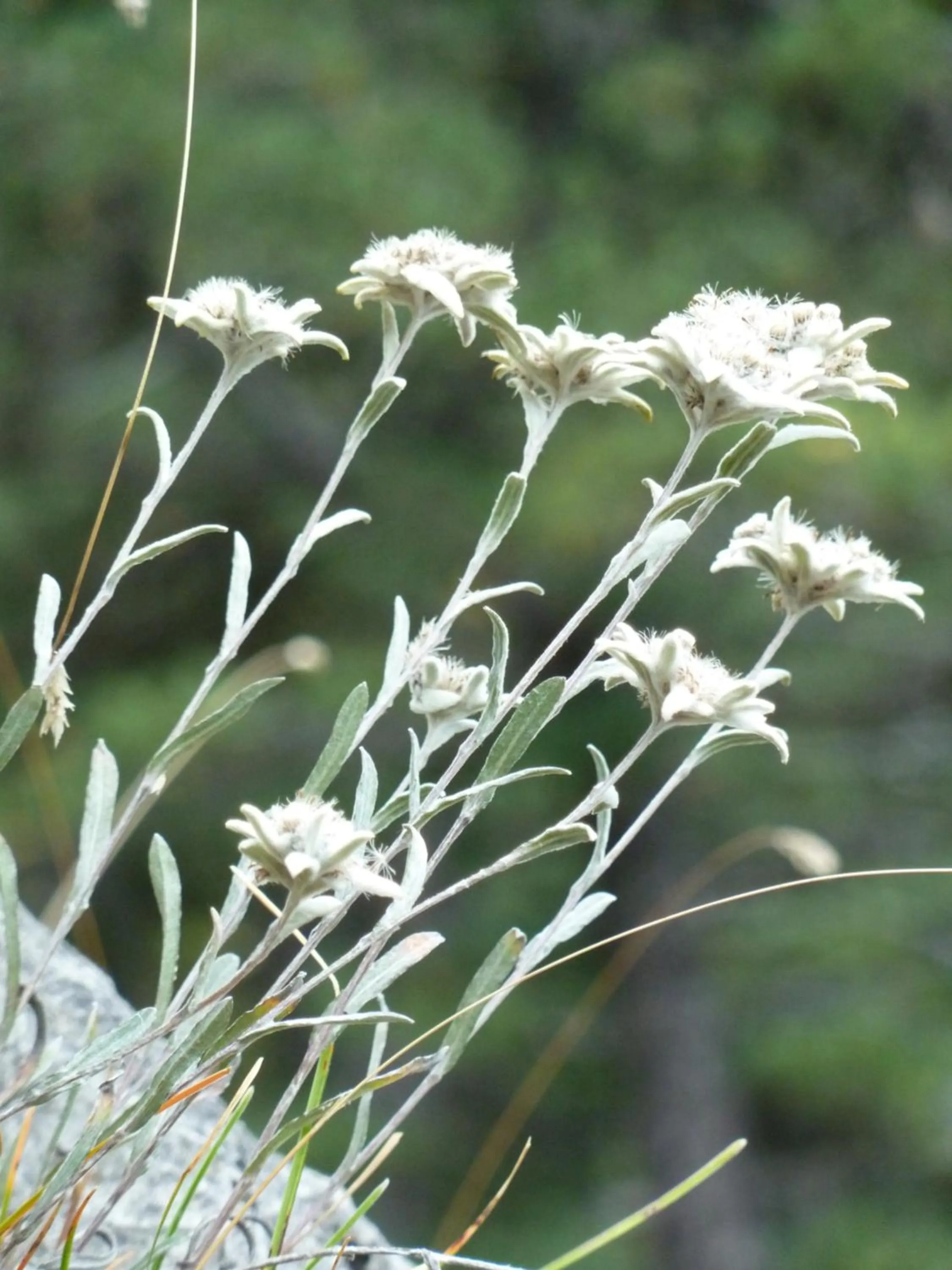 Nearby landmark in Garni La Majon