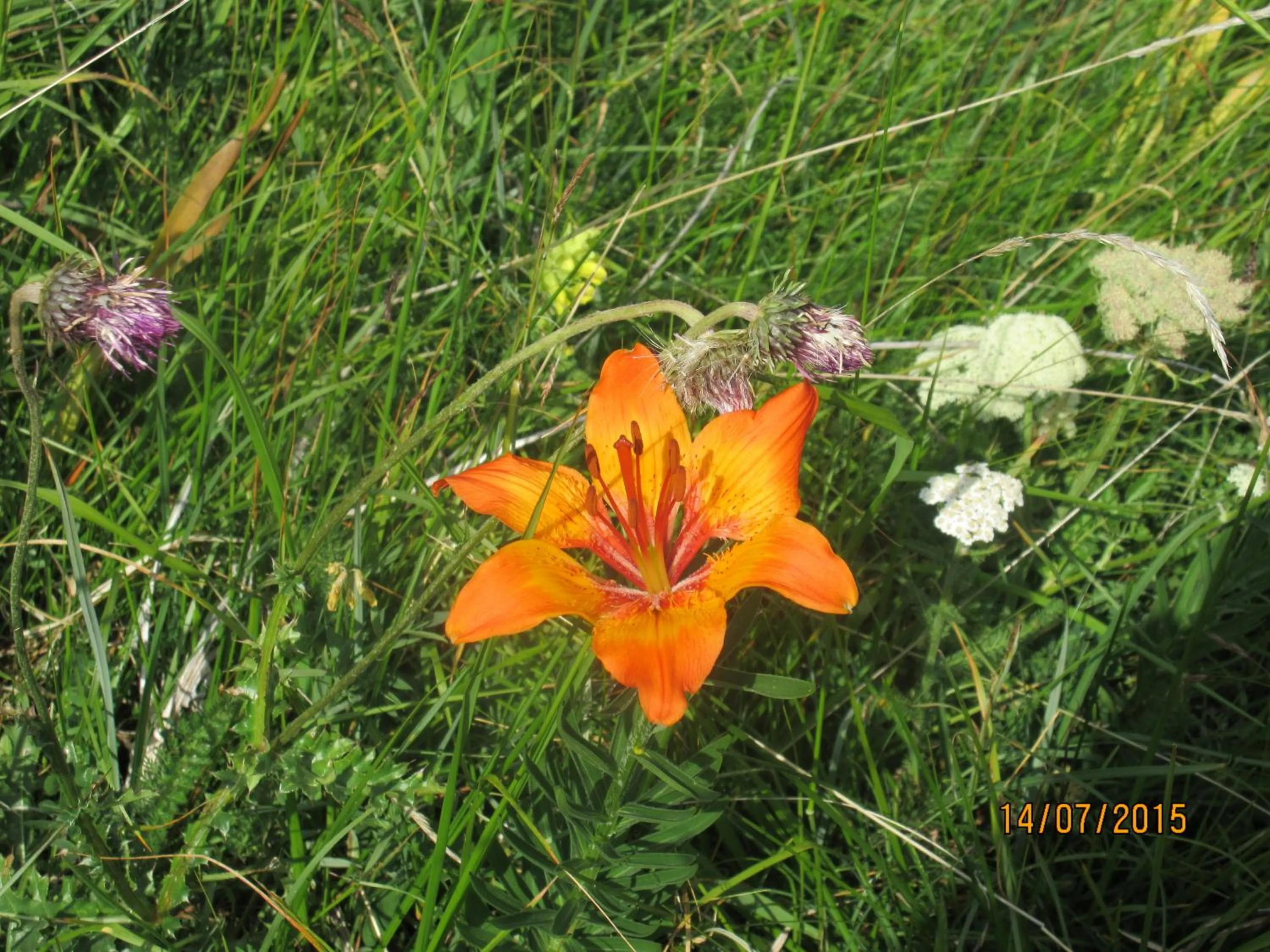 Patio in Garni La Majon