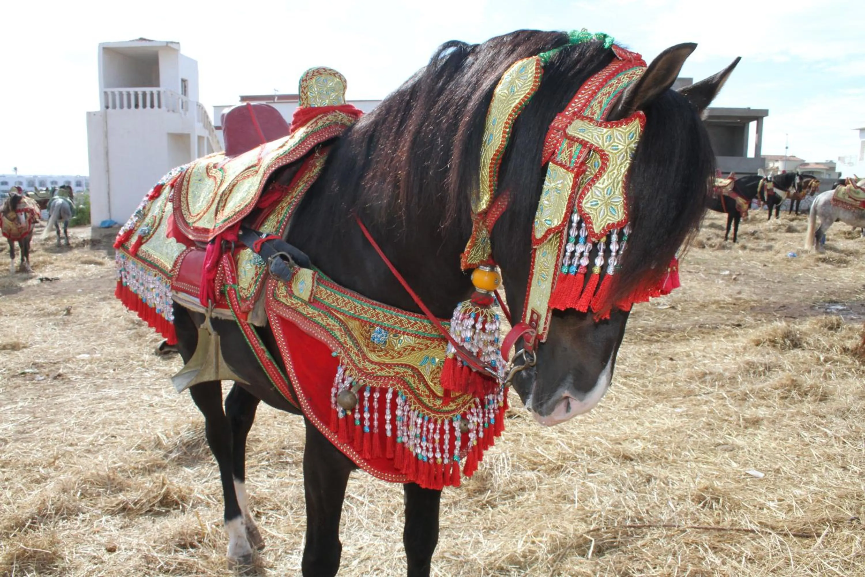 Horse-riding in Tahla Garden