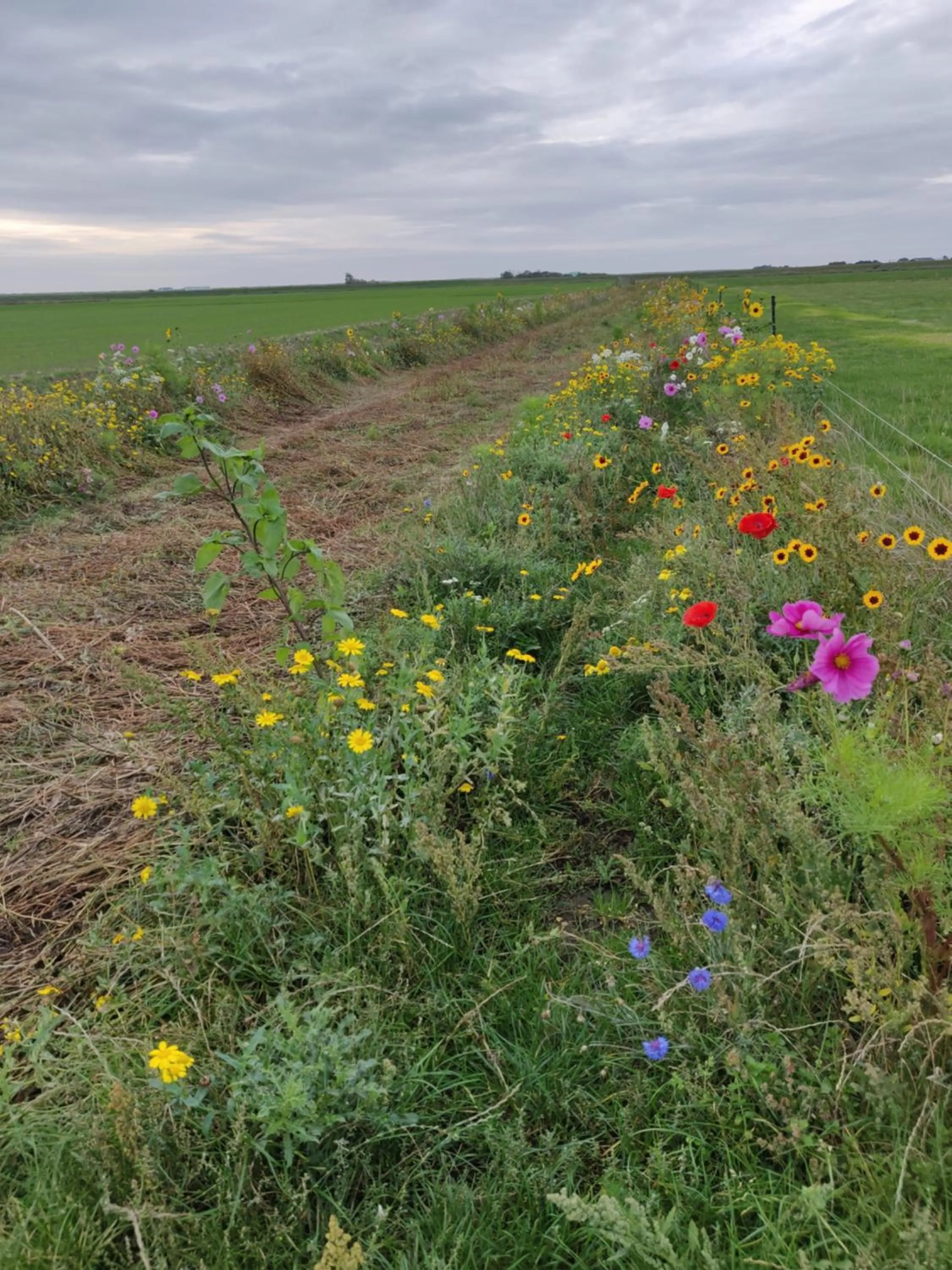 Vakantiebungalow Texel