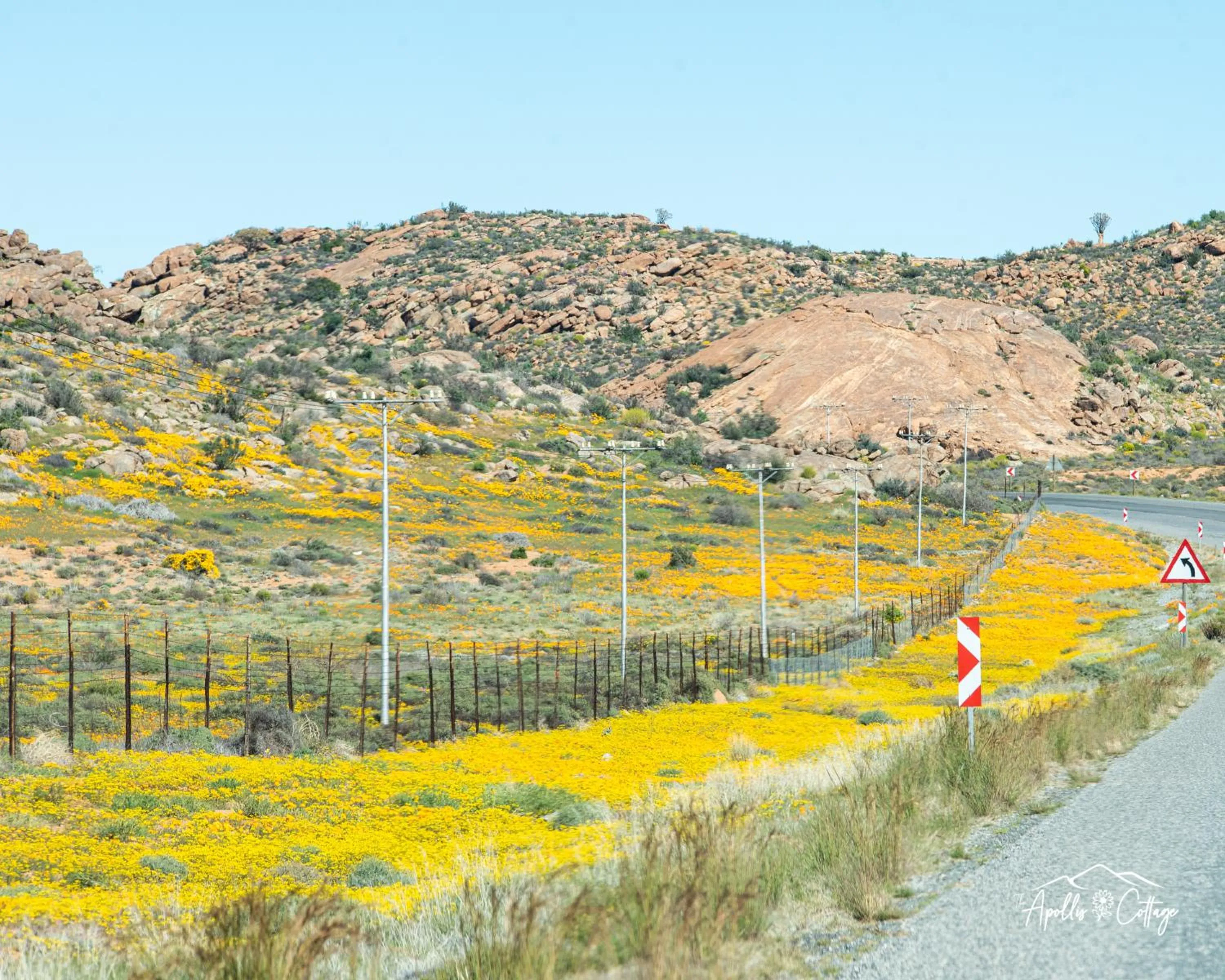 Spring in Apollis Cottage