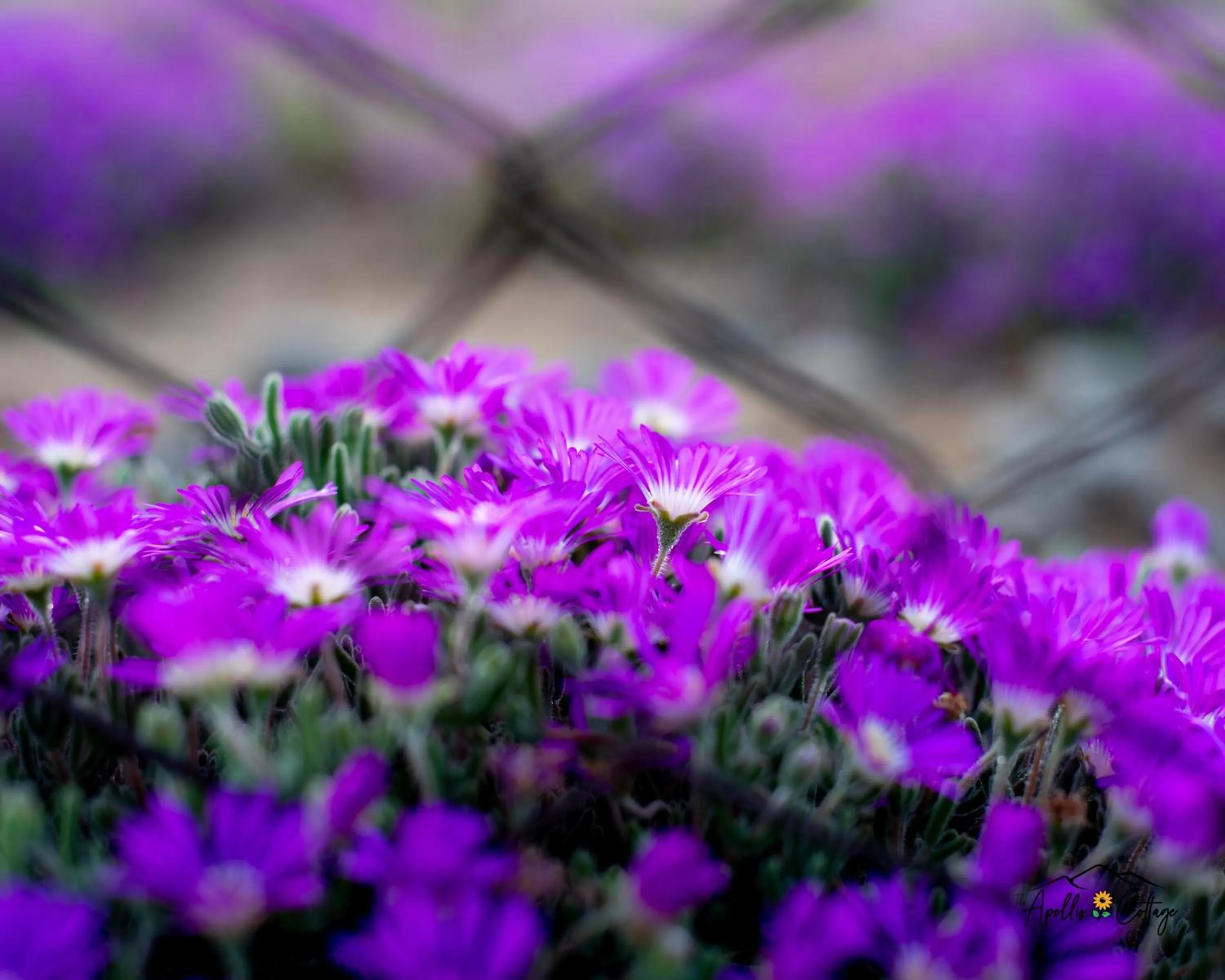 Garden in Apollis Cottage
