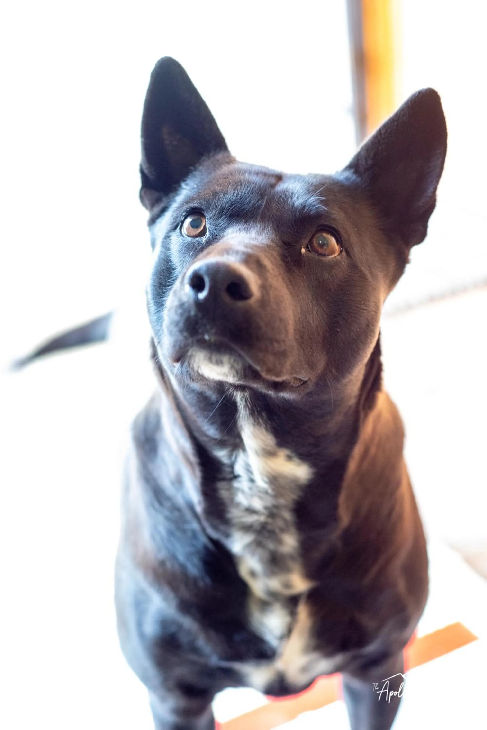 Pets in Apollis Cottage