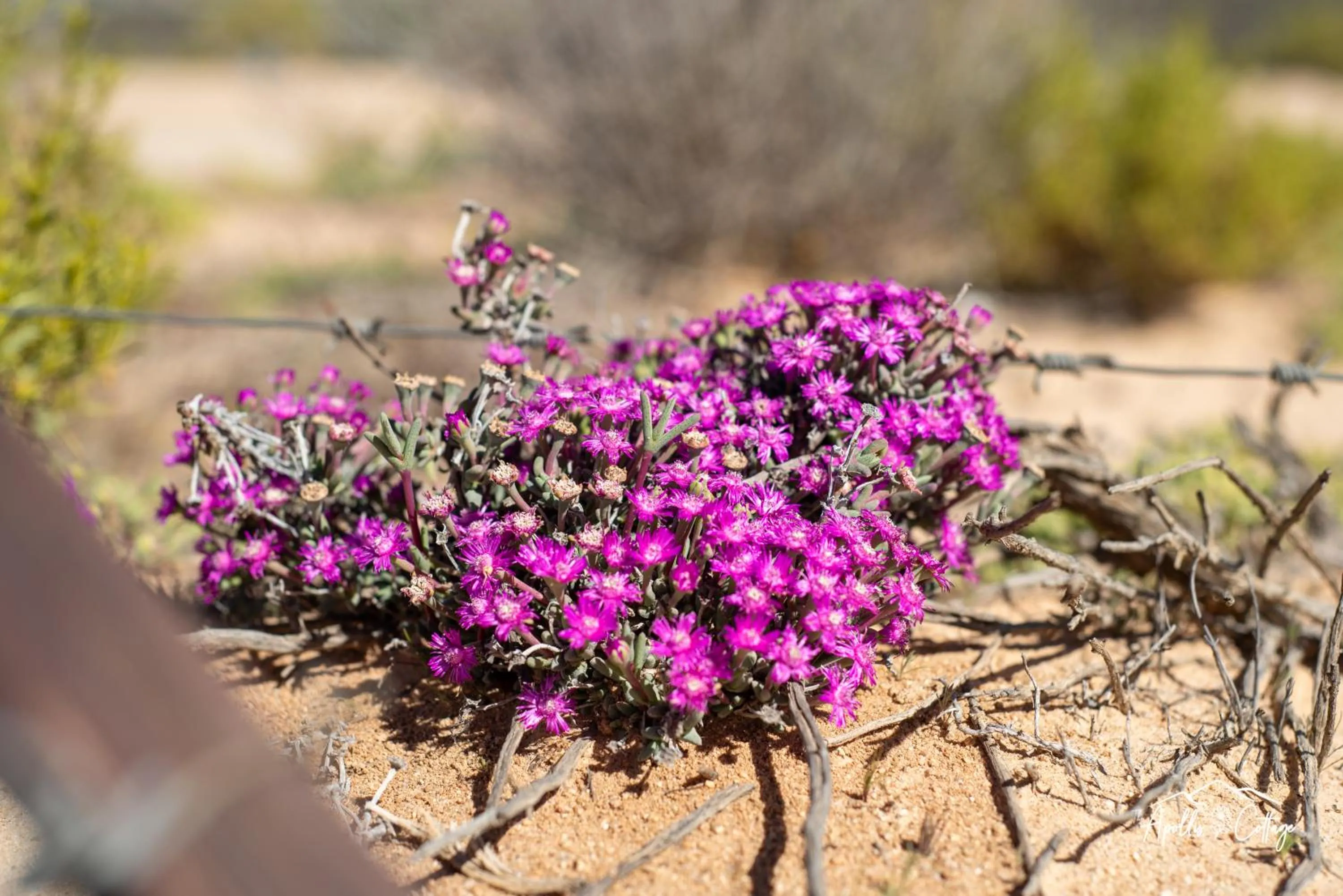 Garden in Apollis Cottage