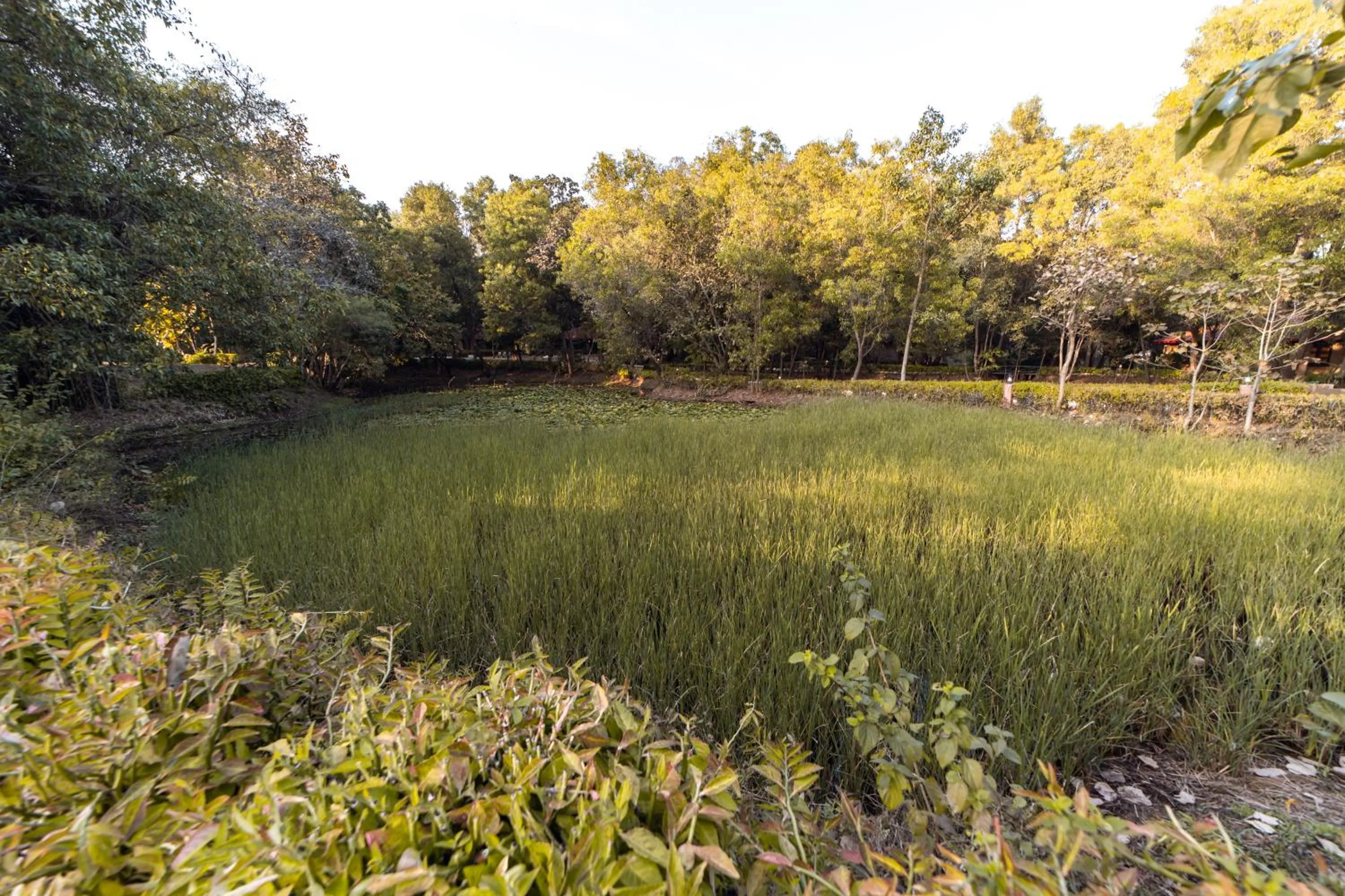 Natural landscape in Tiger Trails Resort