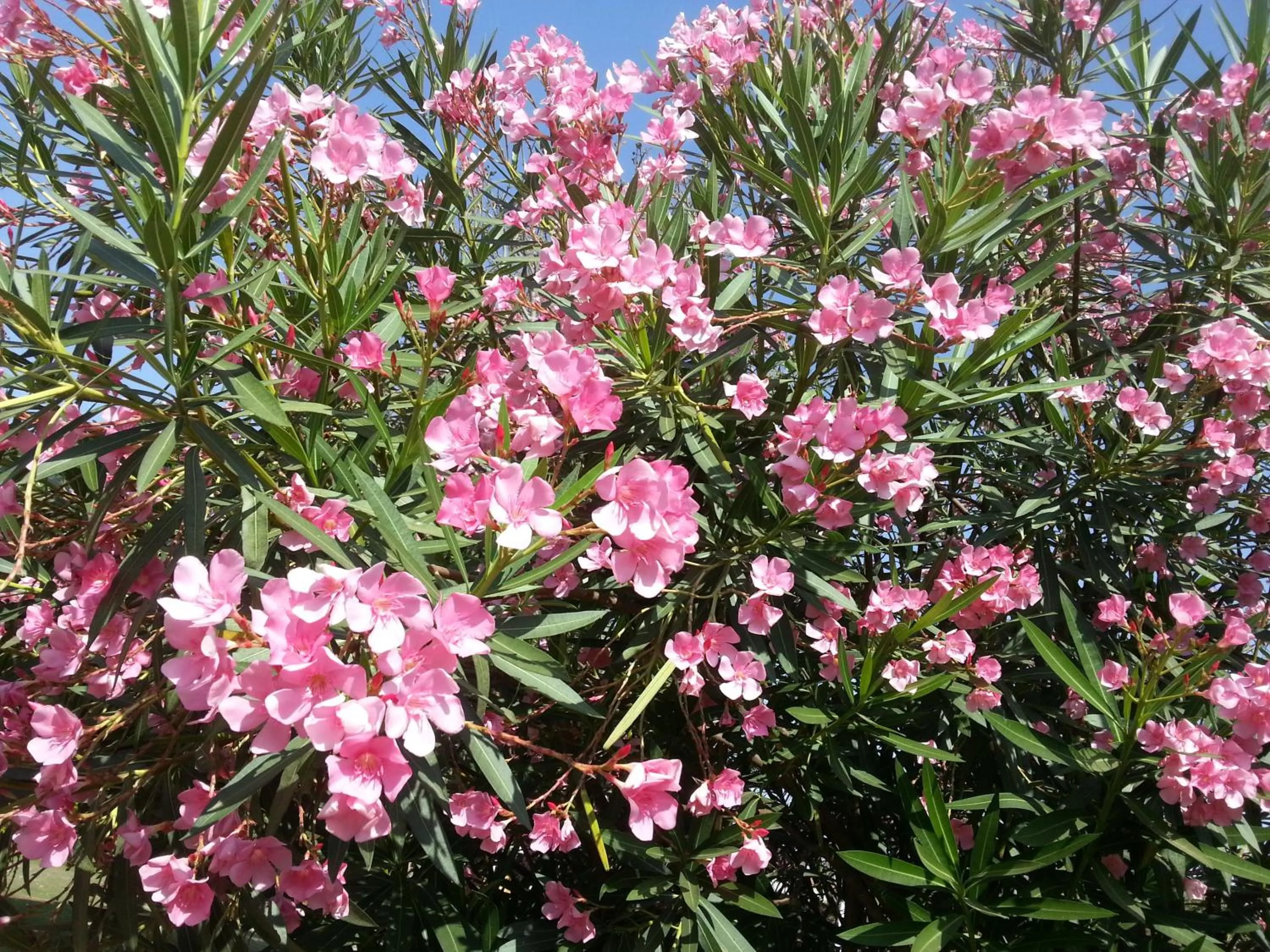 Garden in The Meadows Resort and Spa