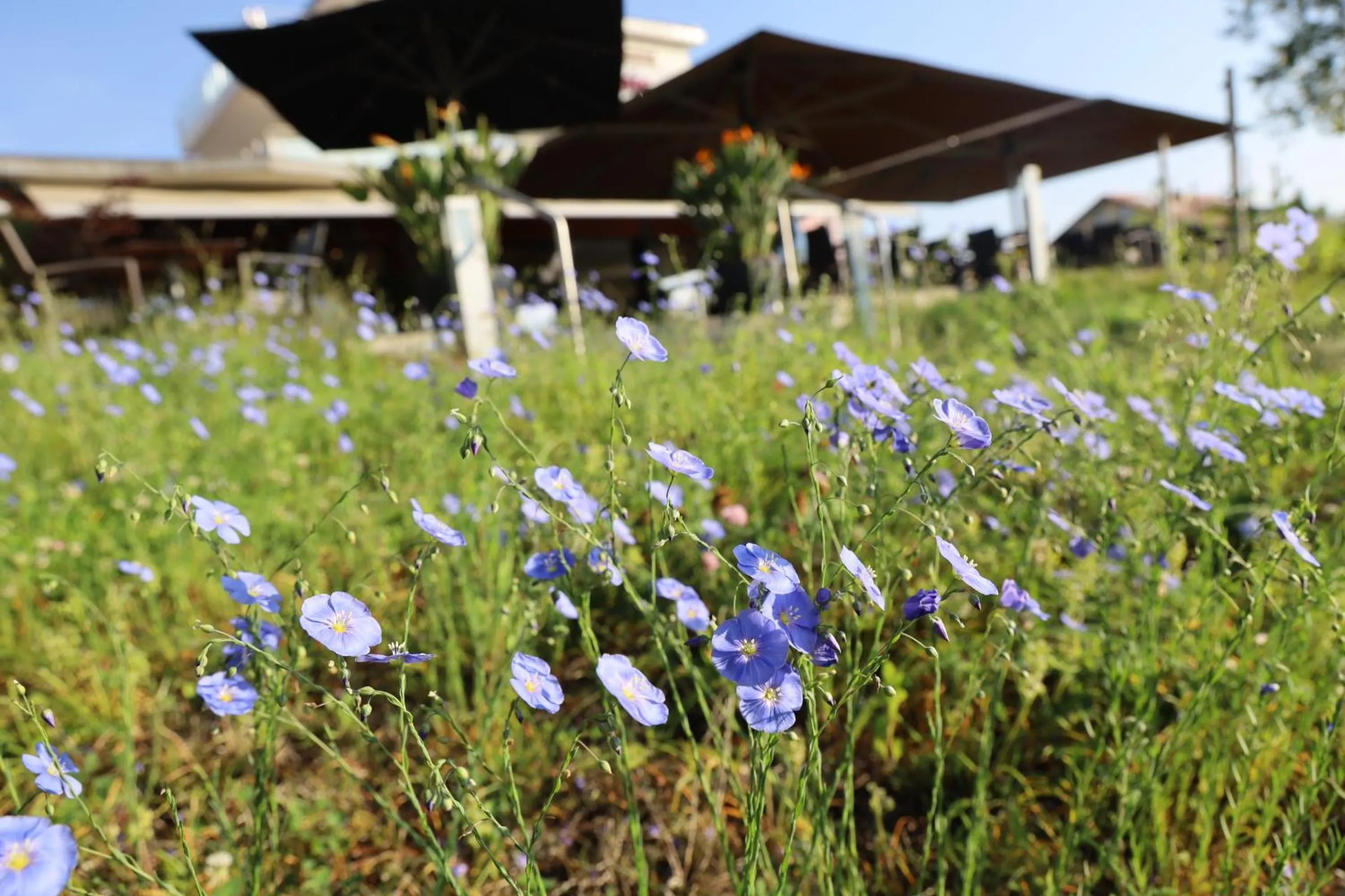 Garden in Hôtel Glanis