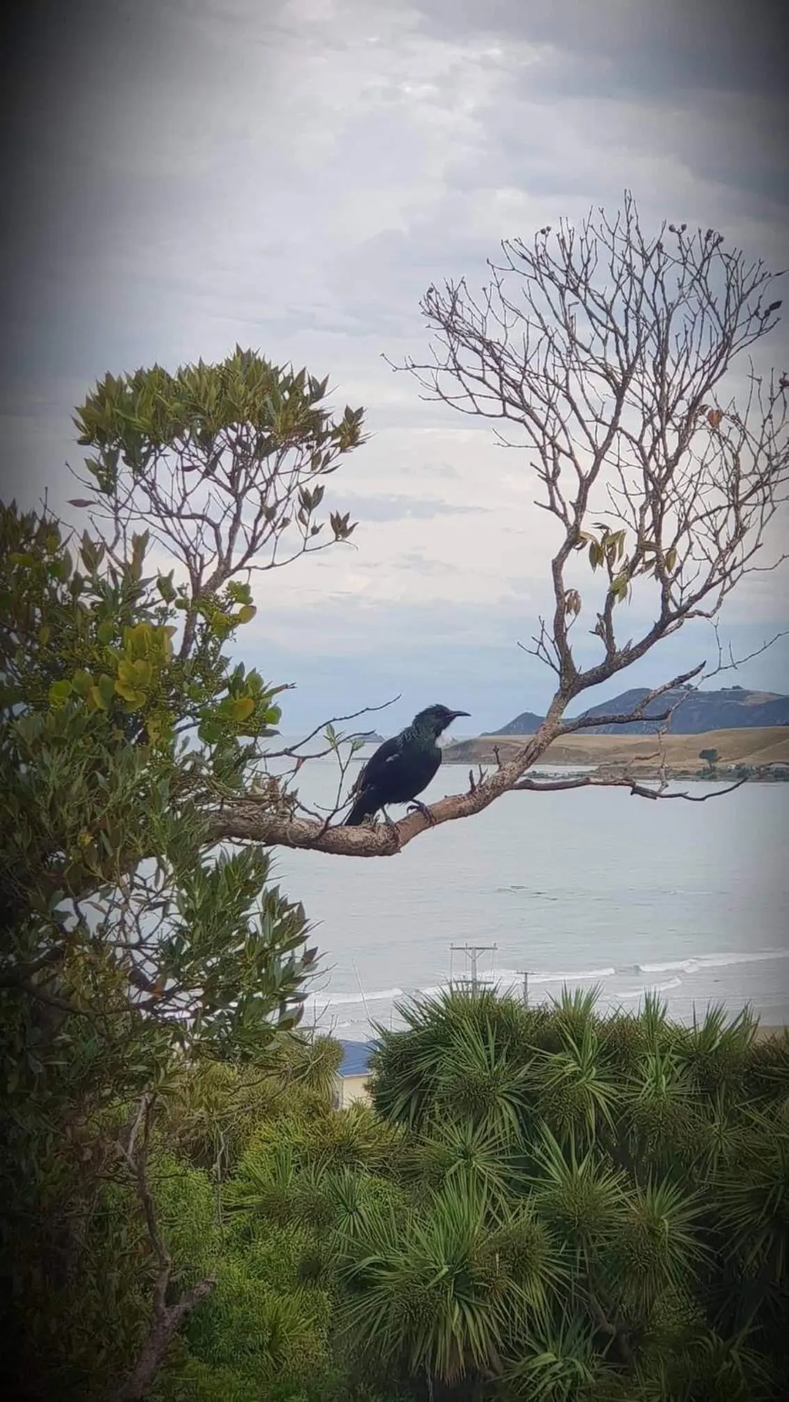 Natural landscape in Kaka Point Motels