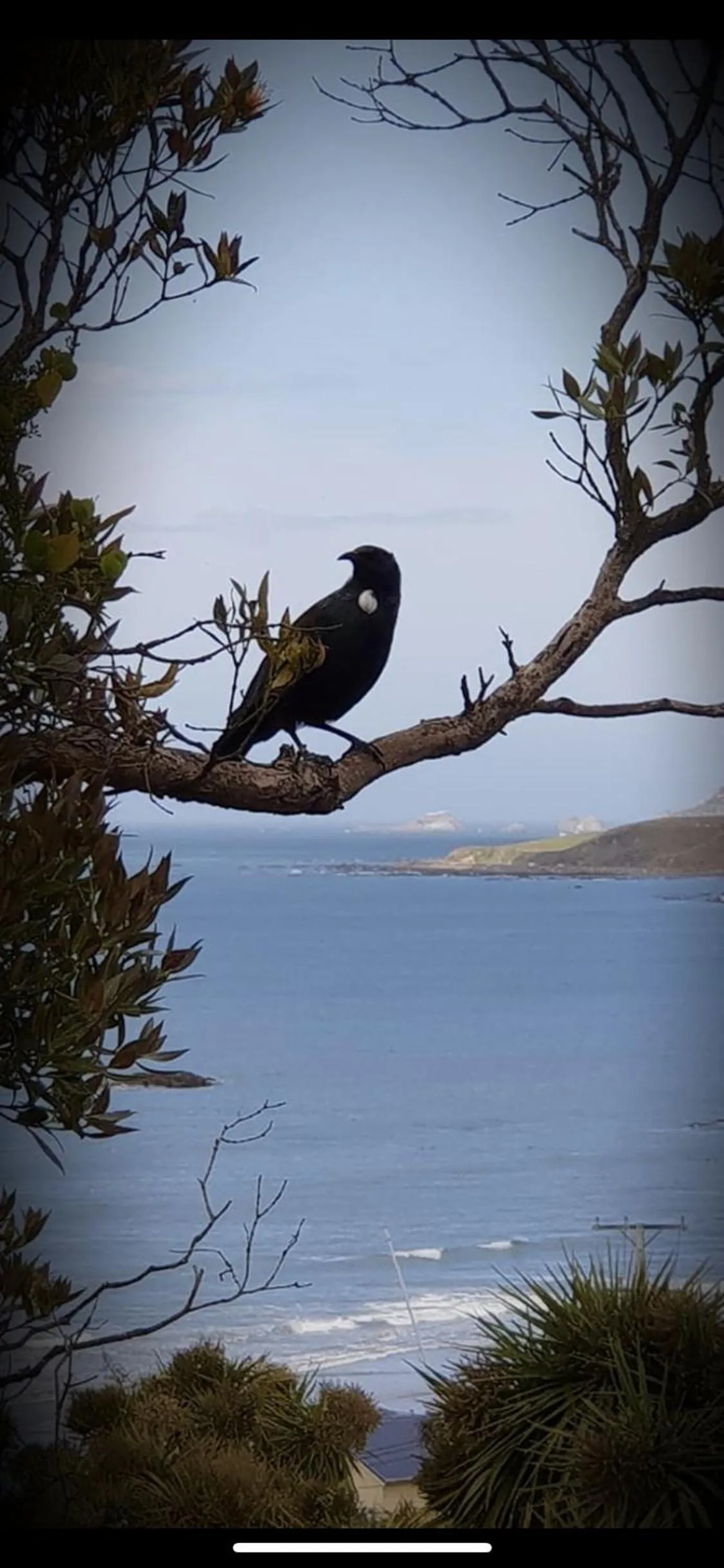 Animals in Kaka Point Motels