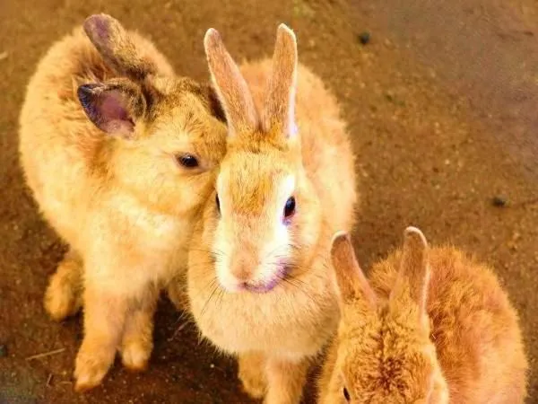 Animals in AJ Resort Island Ikeijima