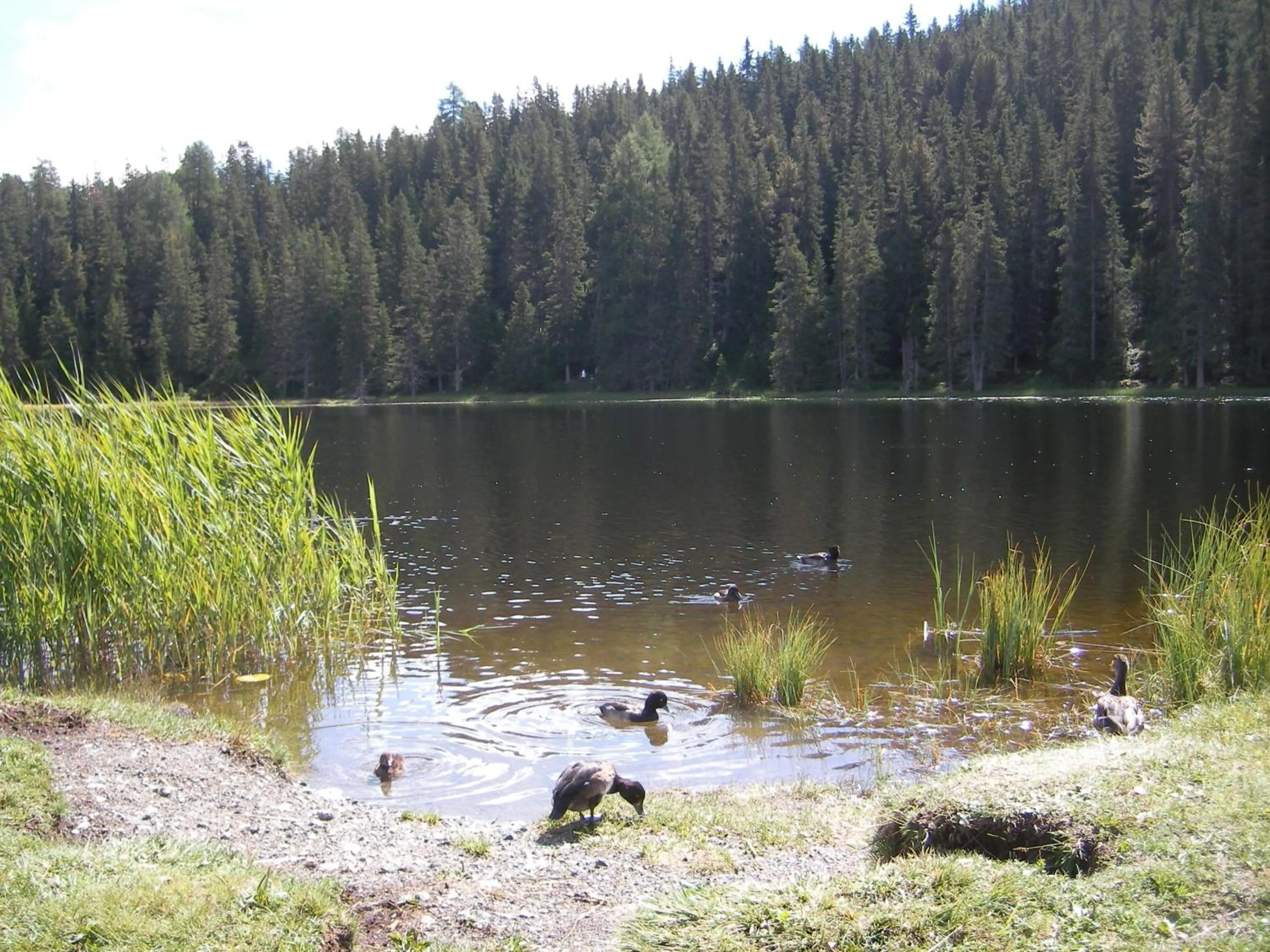 Natural landscape in Haus Piz Lad