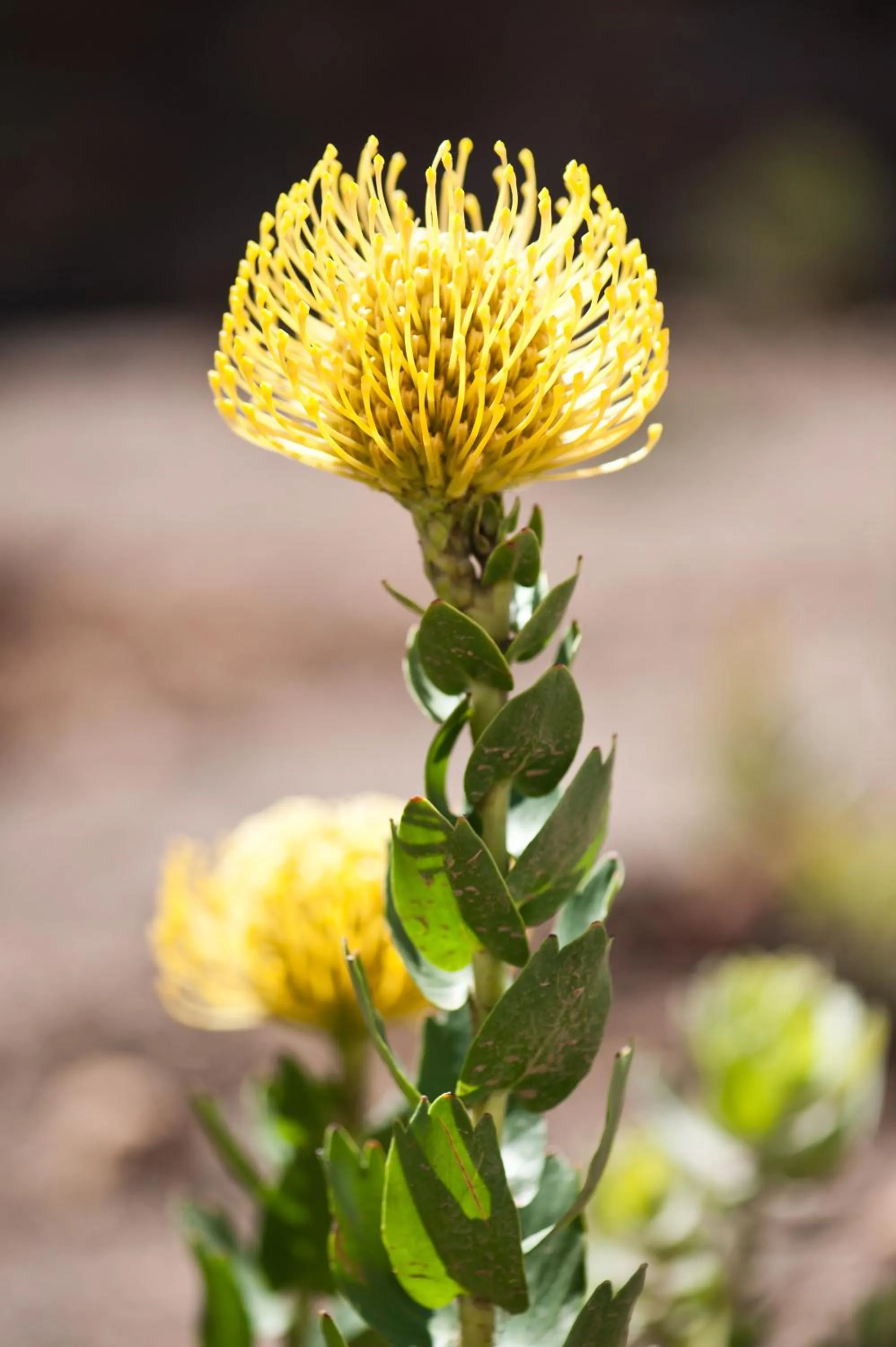 Garden in Orange Grove