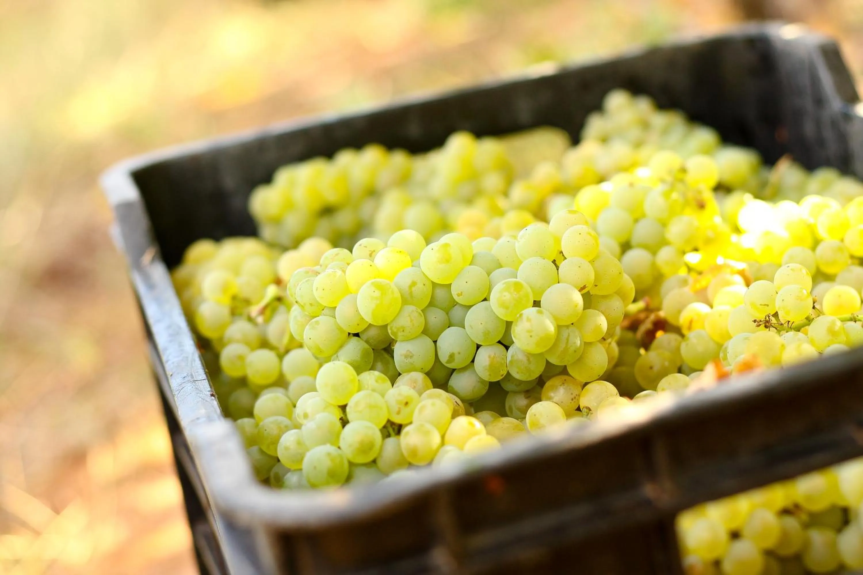 Activities in Orange Grove