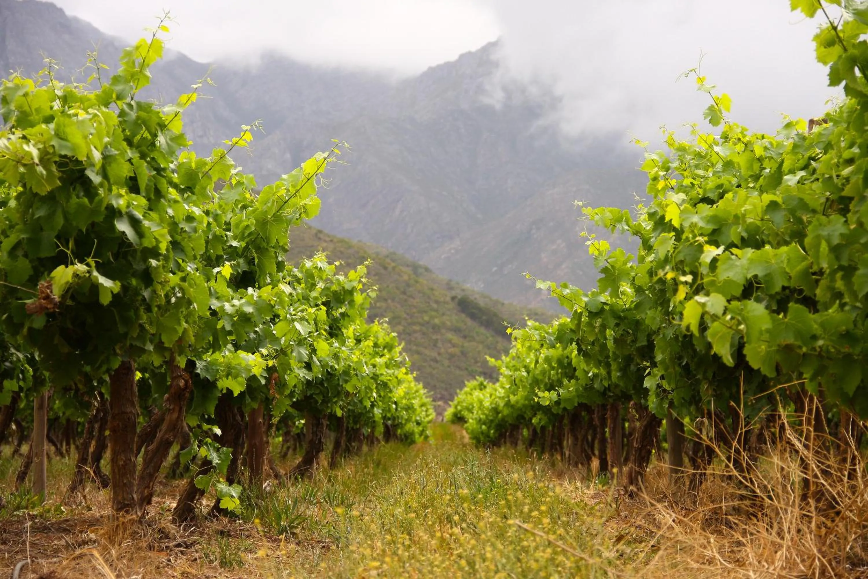 Natural landscape in Orange Grove