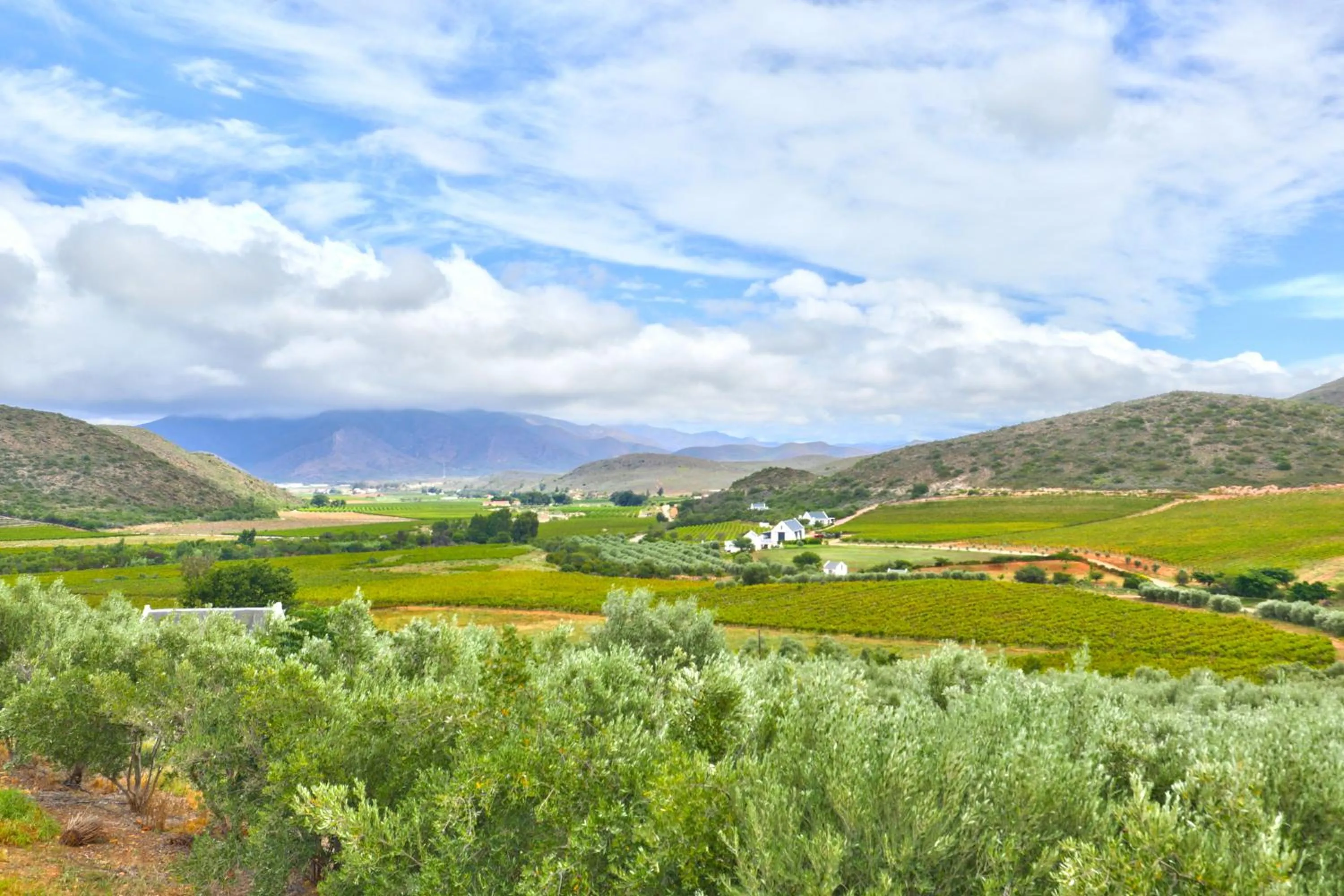 Mountain view in Orange Grove