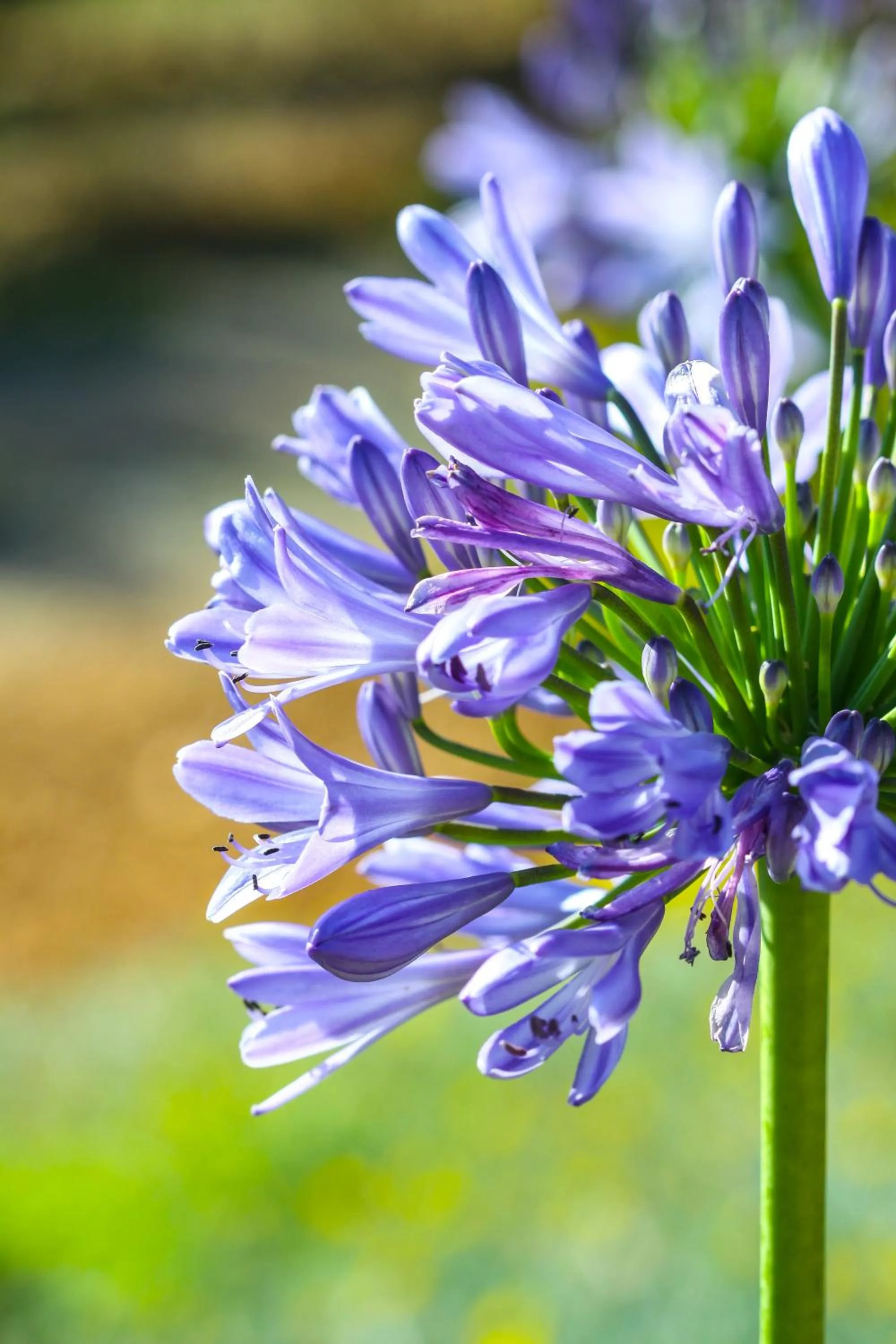 Garden in Orange Grove