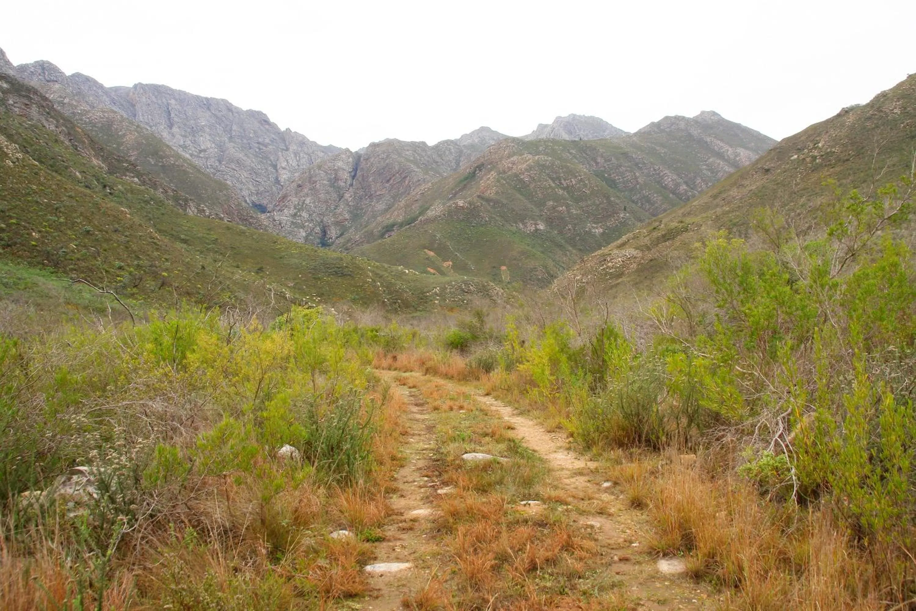 Natural landscape in Orange Grove