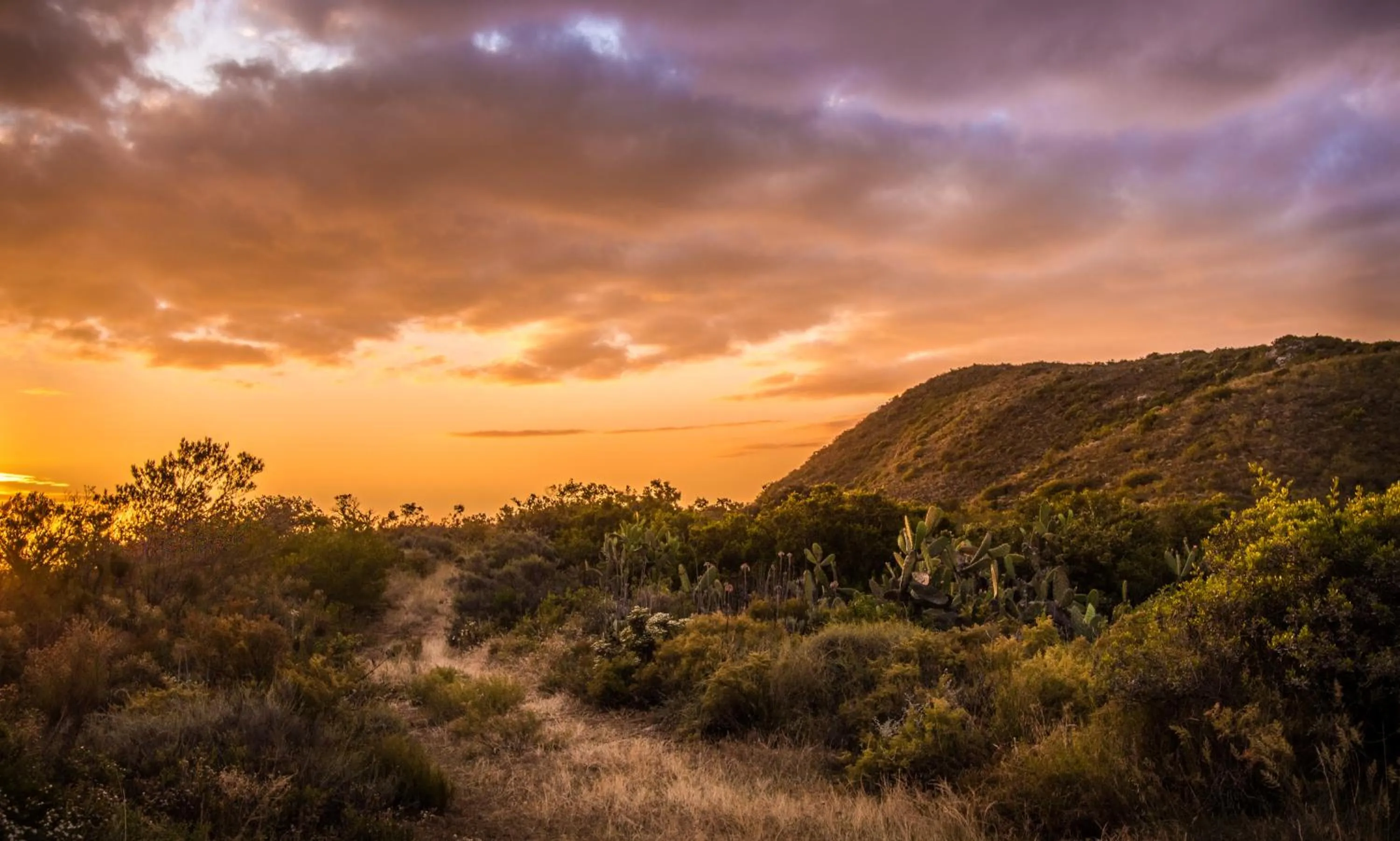 Natural landscape in Orange Grove