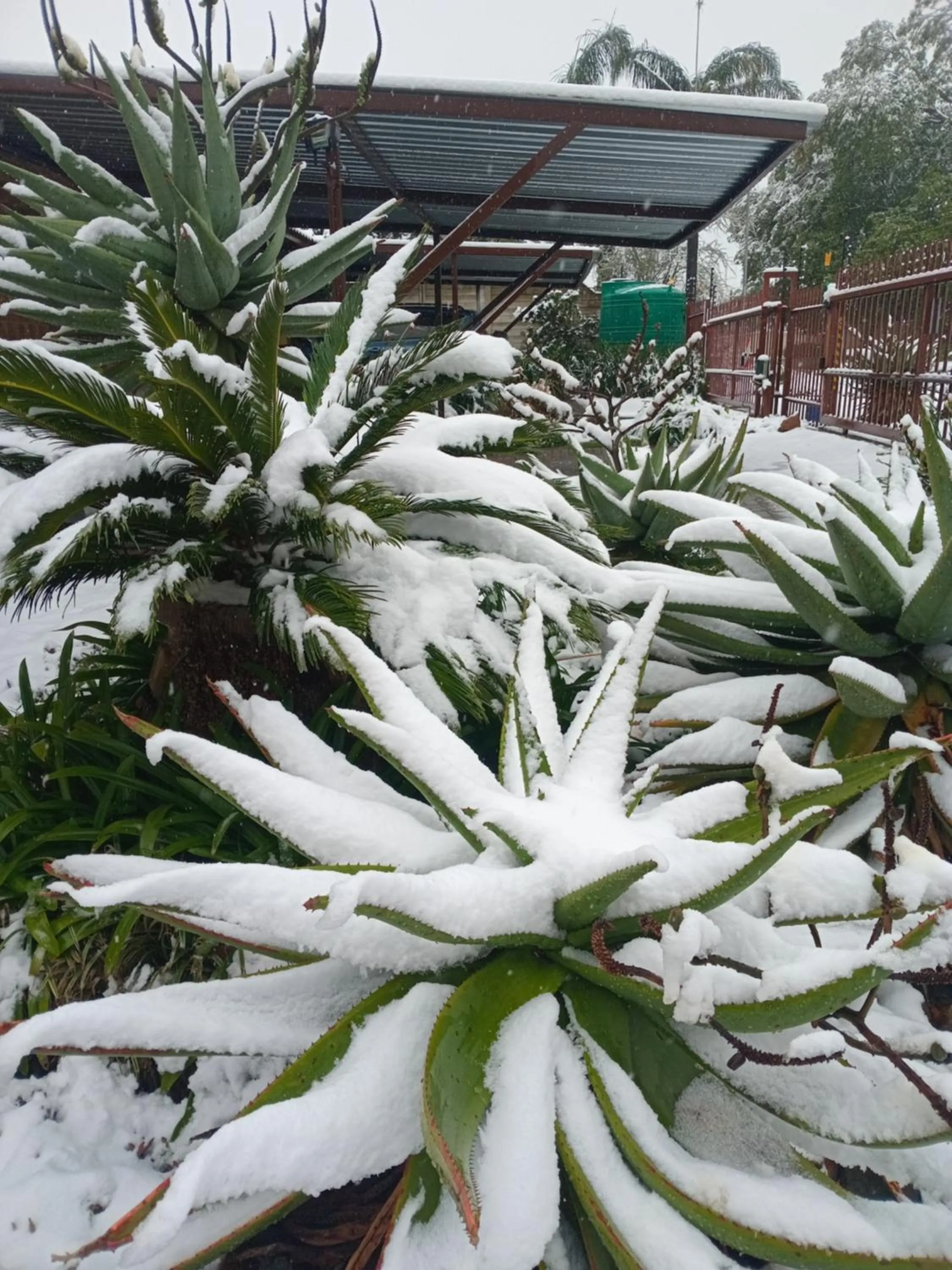 Garden in Blessings Guesthouse