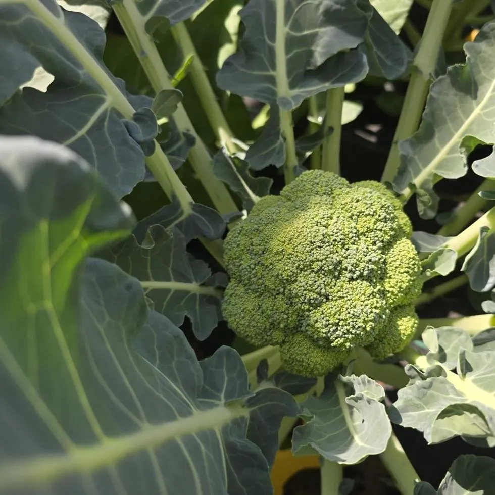 Garden in Hotel Zonne