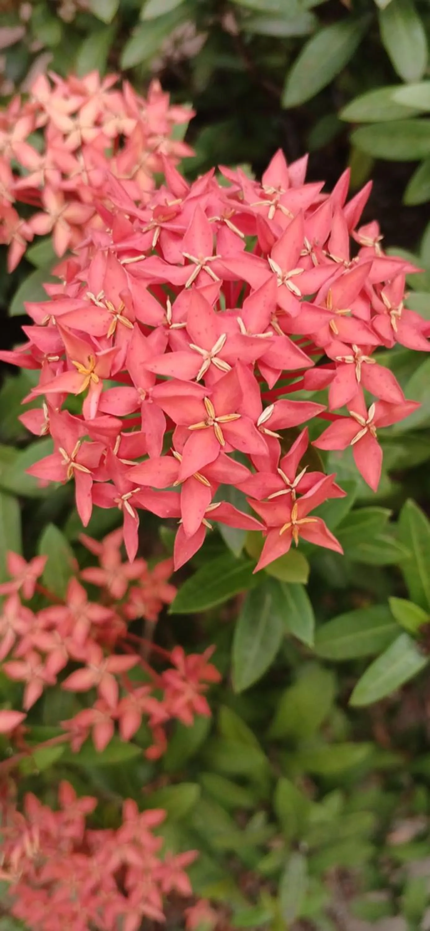 Thai Garden​ Resort​ Kanchanaburi​