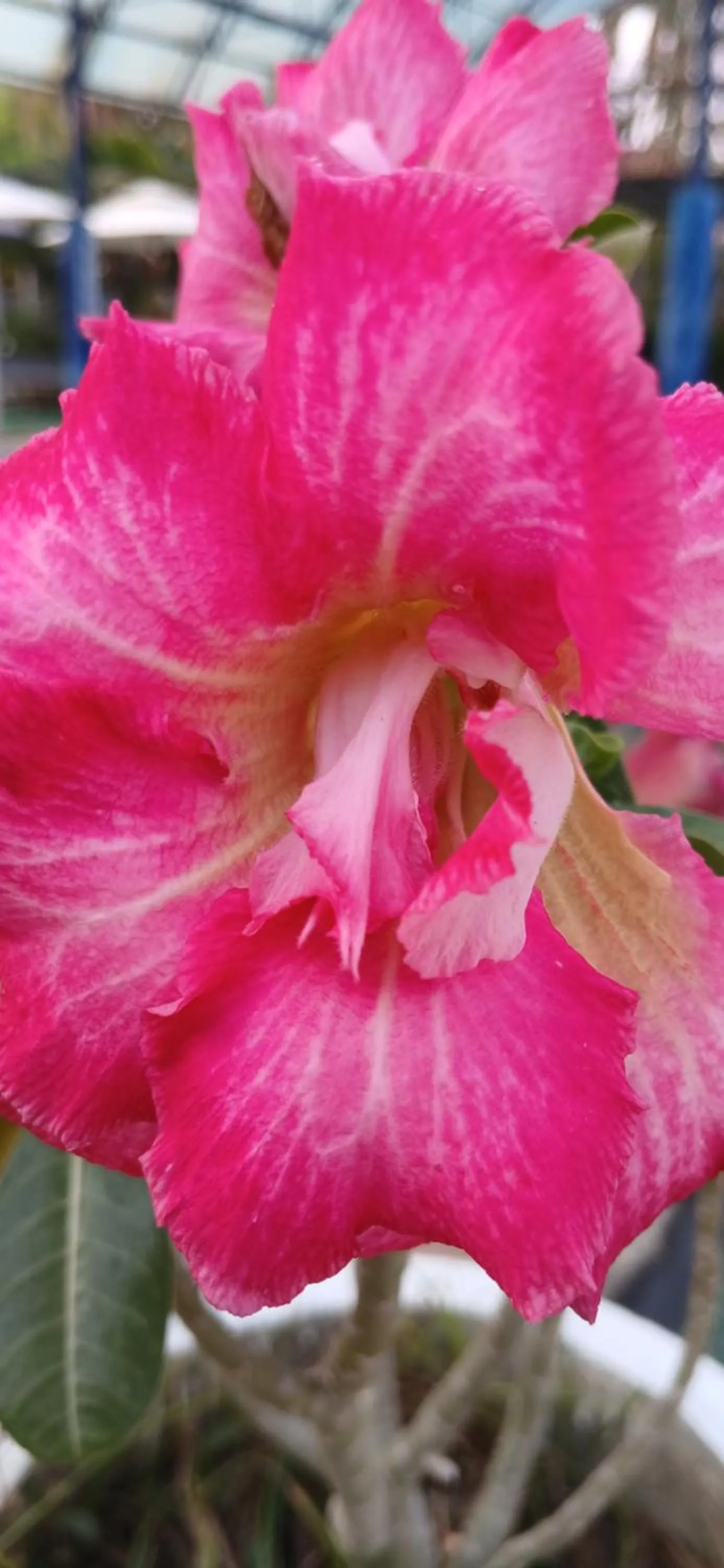 Thai Garden​ Resort​ Kanchanaburi​