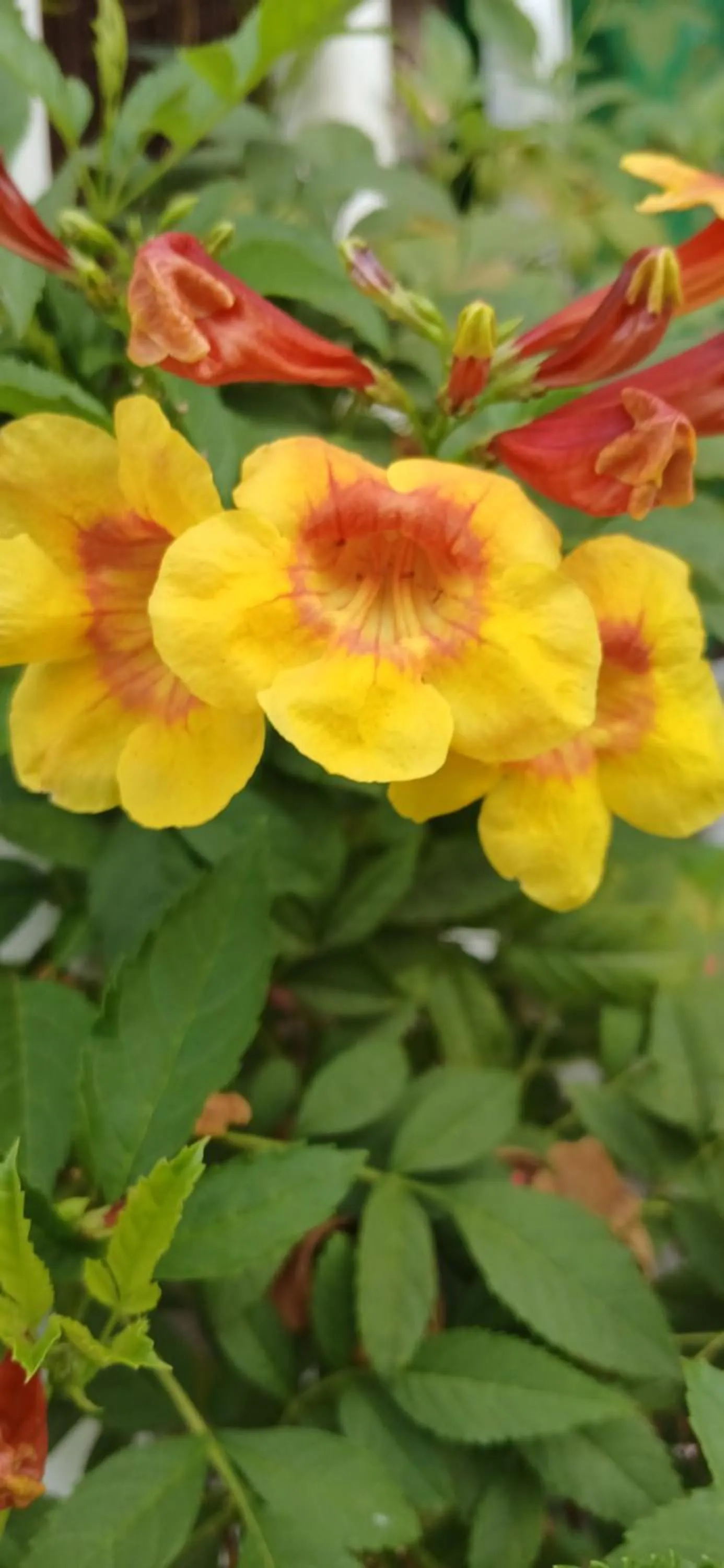 Thai Garden​ Resort​ Kanchanaburi​