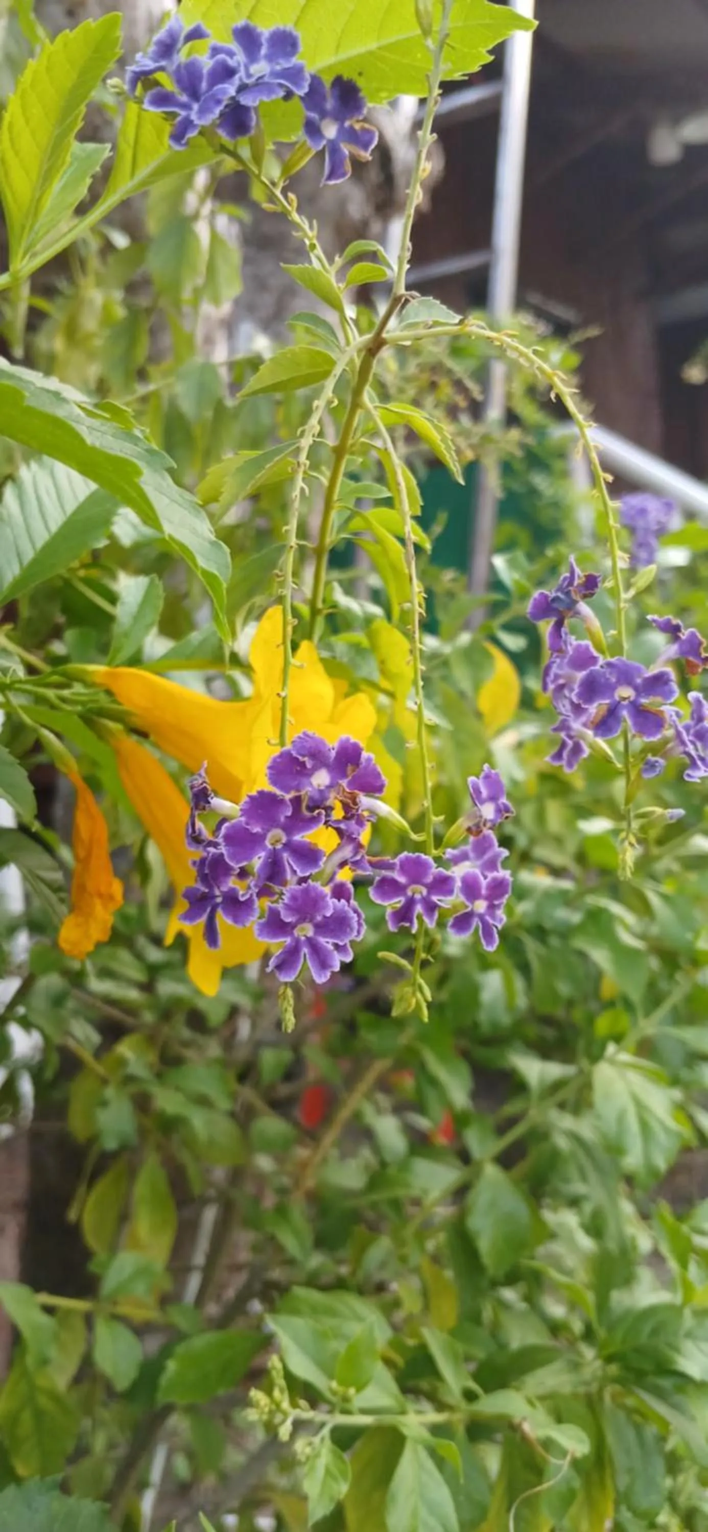 Thai Garden​ Resort​ Kanchanaburi​