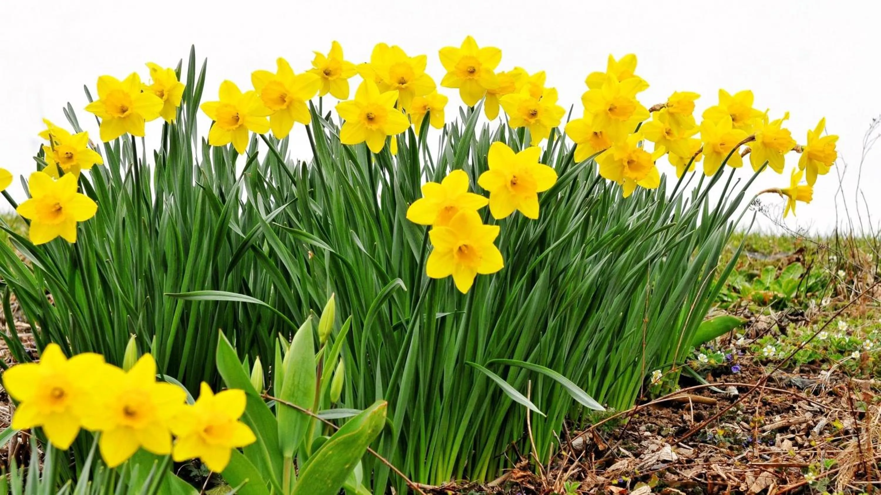 Garden in The Danescourt