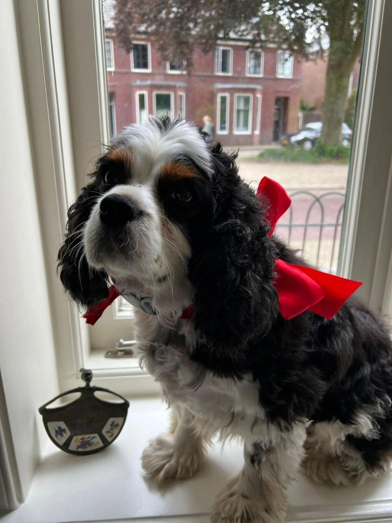 Pets in Room One-Twenty-One