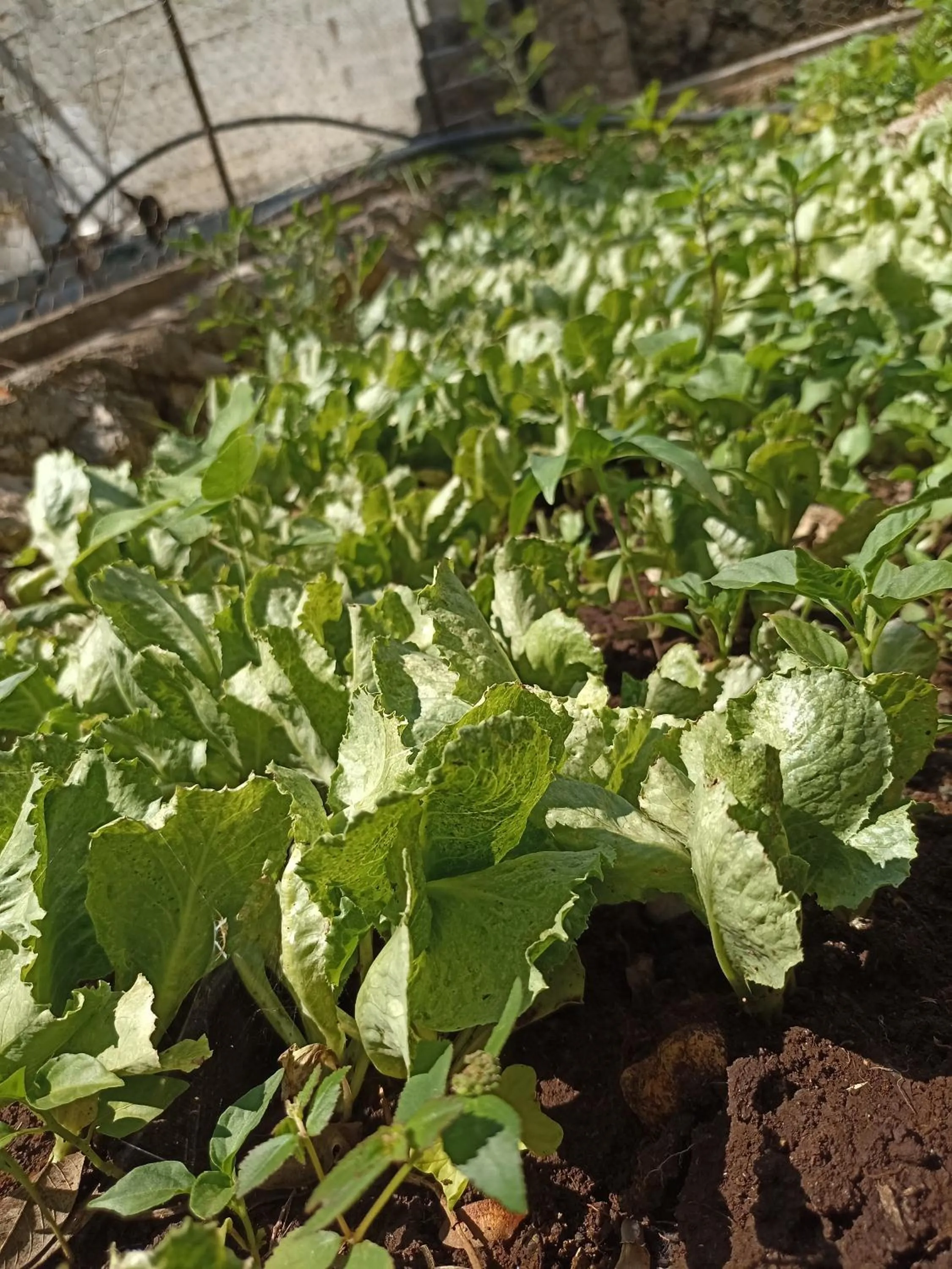 Hotel y Museo Aldea Maya Toktli Orígenes - All Village, Alberca, Wifi Starlink, Tour Museo