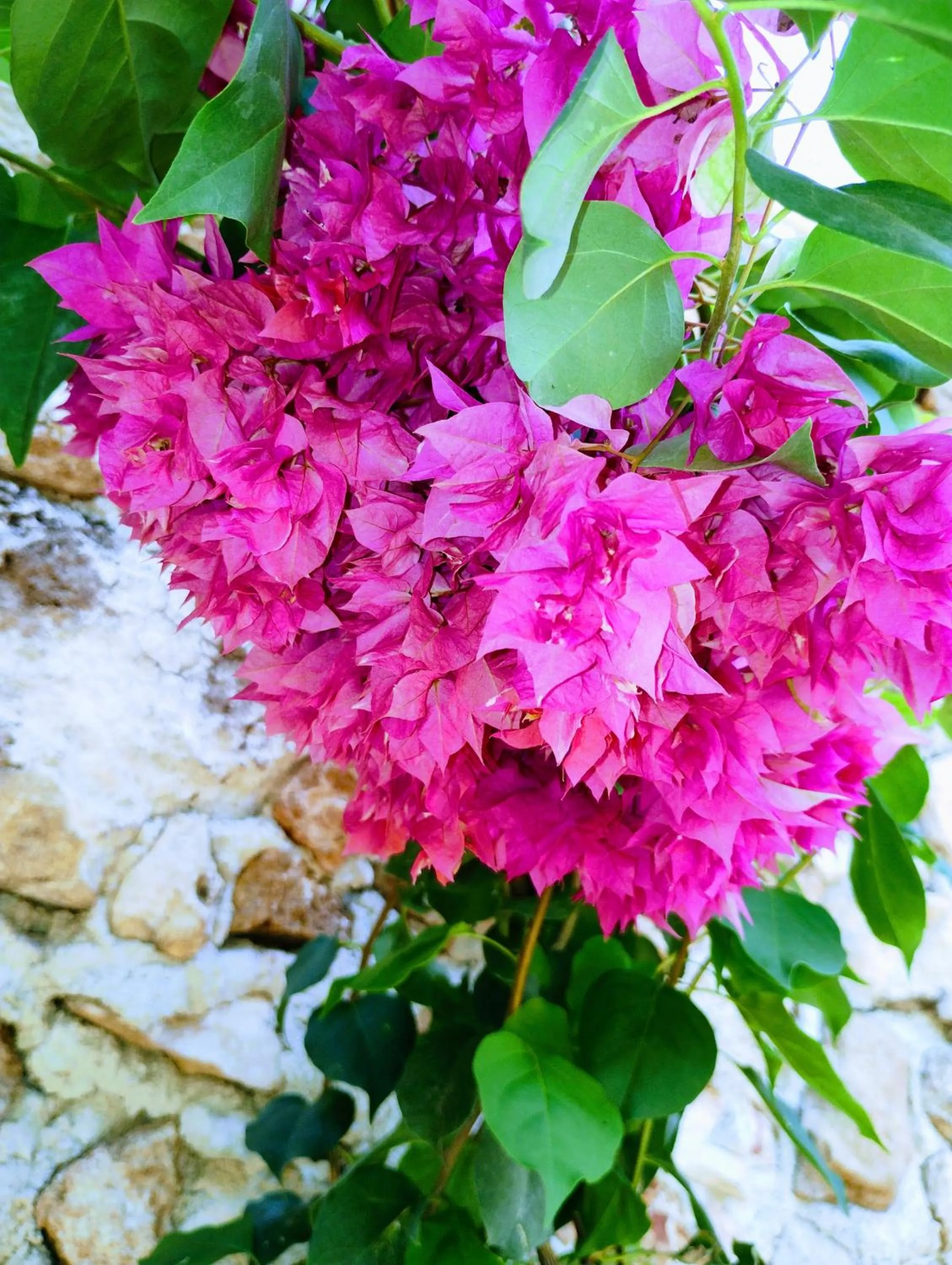 Garden in Hotel y Museo Aldea Maya Toktli Orígenes - All Village, Alberca, Wifi Starlink, Tour Museo