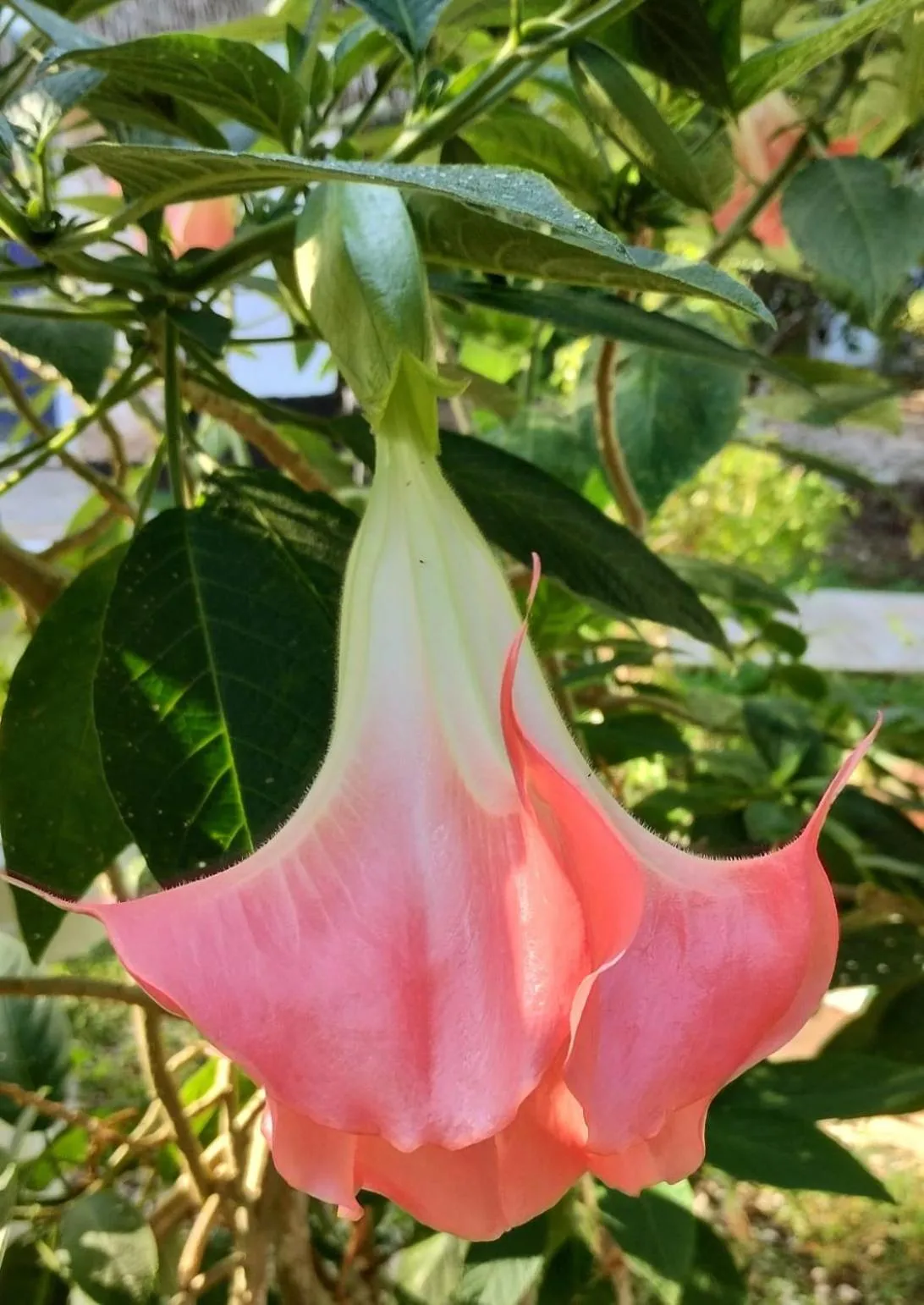 Hotel y Museo Aldea Maya Toktli Orígenes - All Village, Alberca, Wifi Starlink, Tour Museo