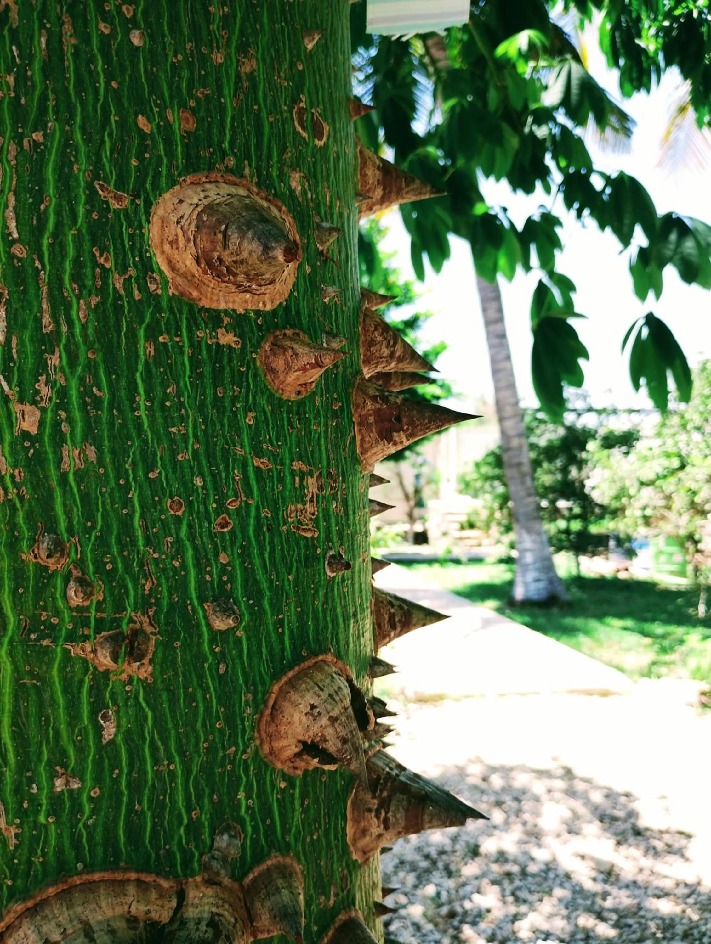 Garden in Hotel y Museo Aldea Maya Toktli Orígenes - All Village, Alberca, Wifi Starlink, Tour Museo