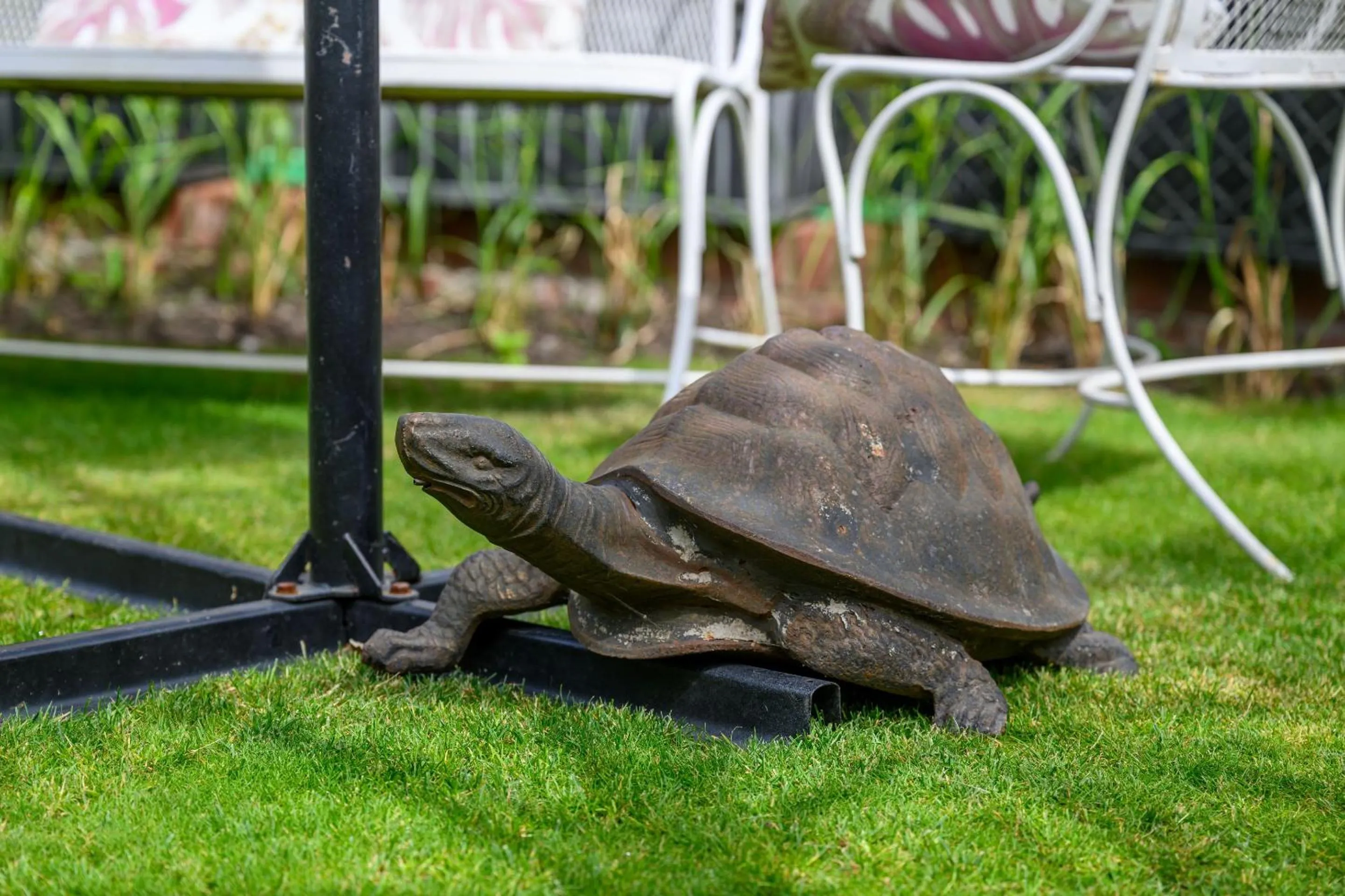 Garden in Darwin's Townhouse