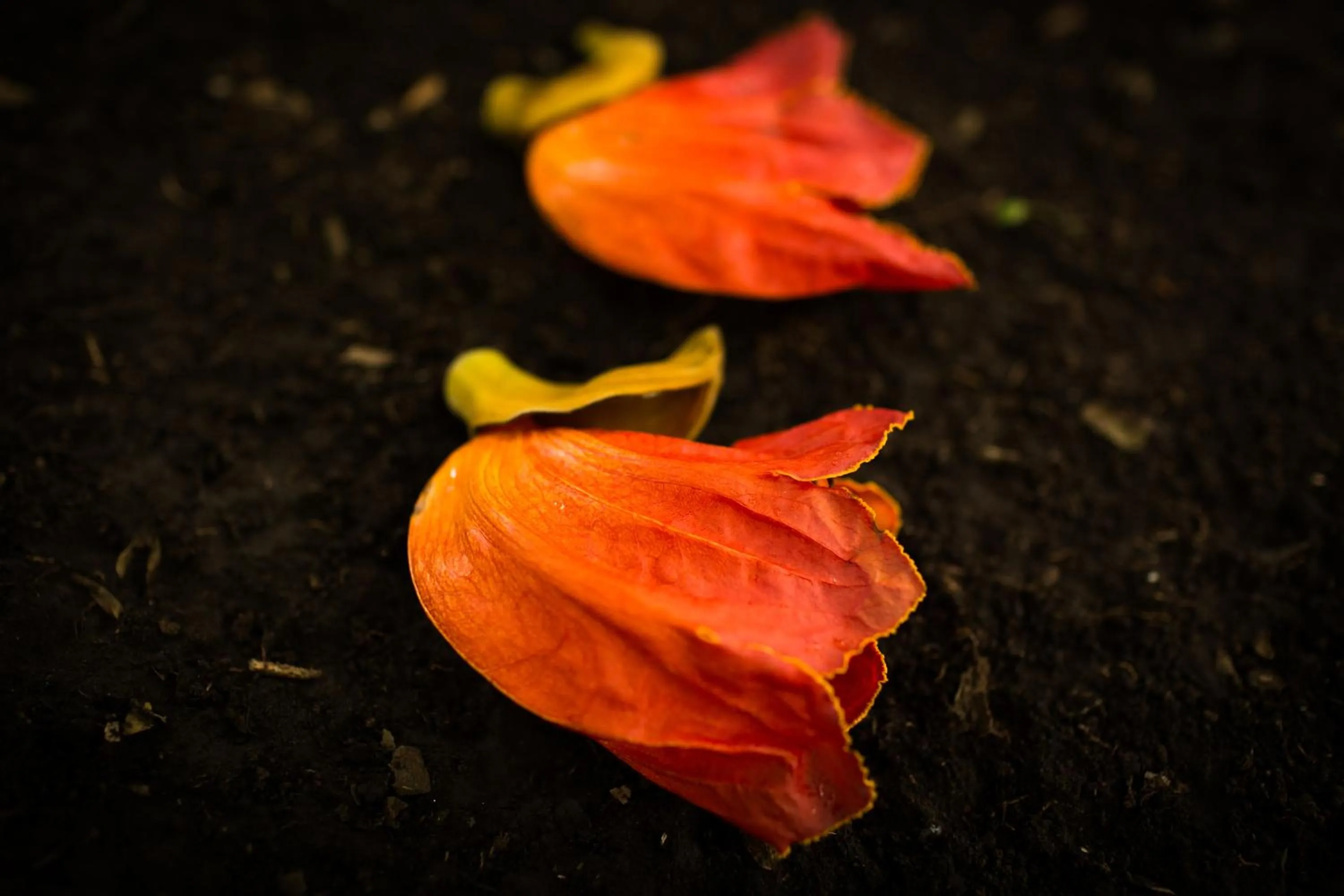 Garden in Rivertrees Country Inn
