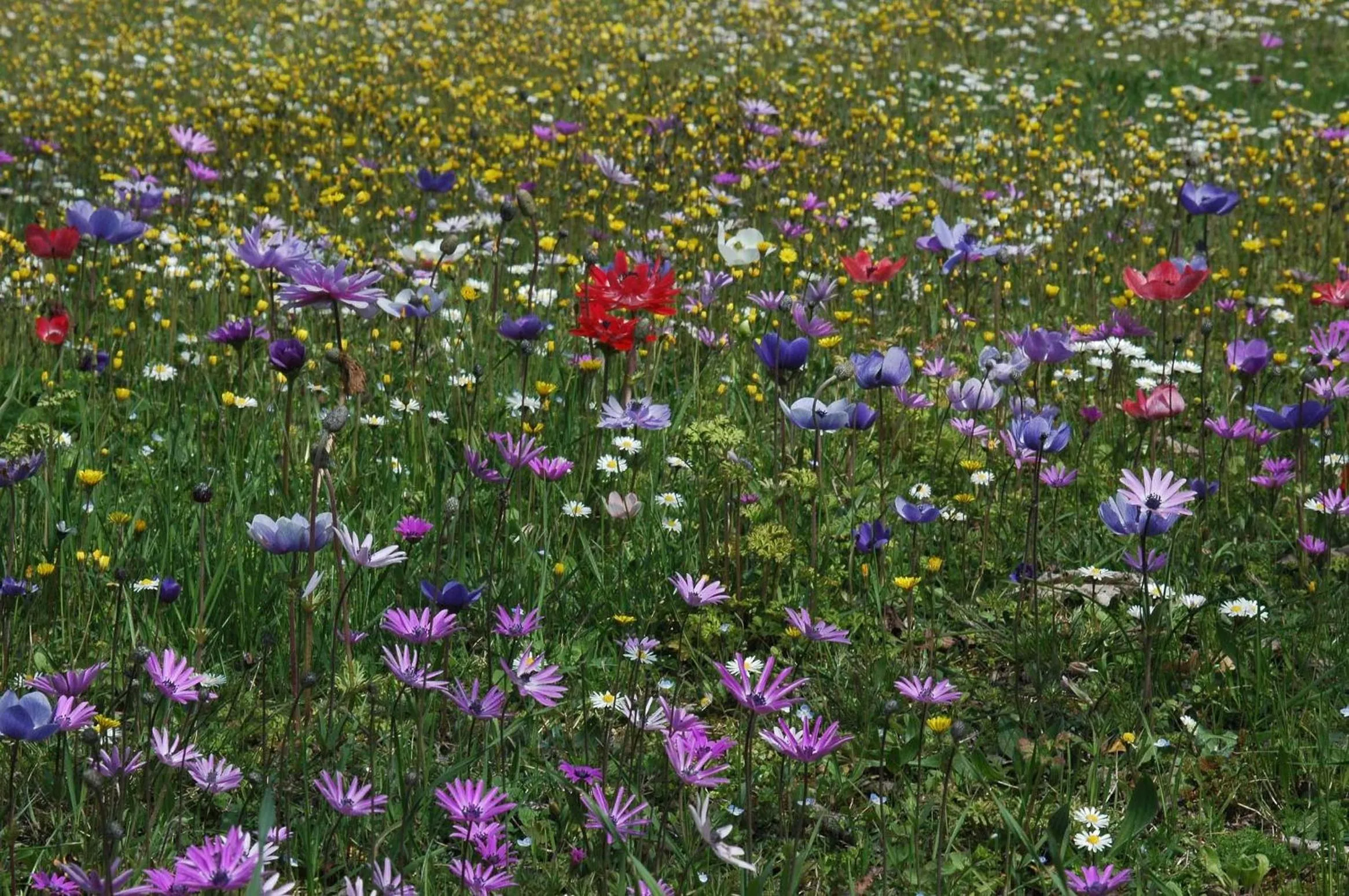 Garden view in B&B Casa Certosa