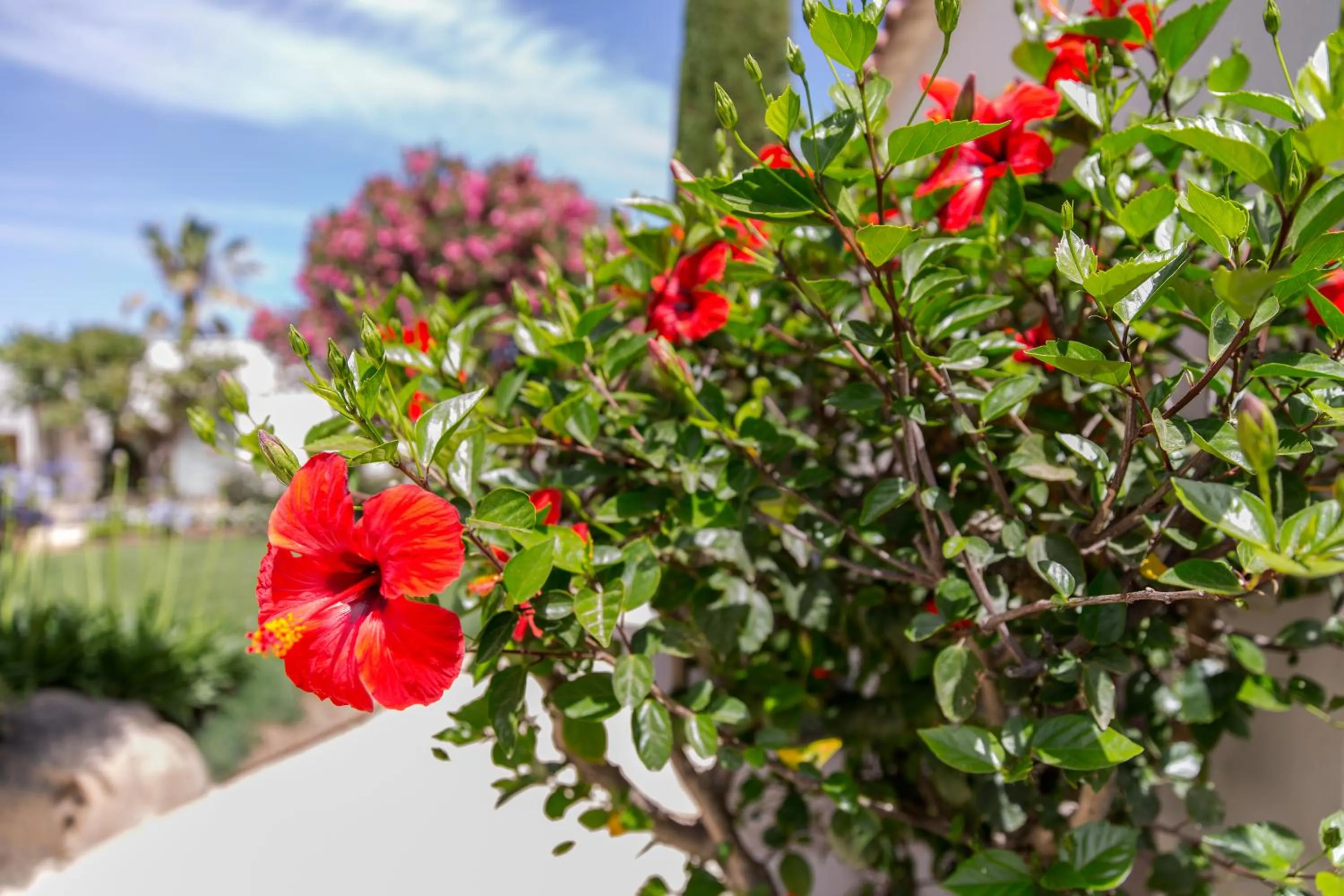 Garden in Hôtel La Caravelle