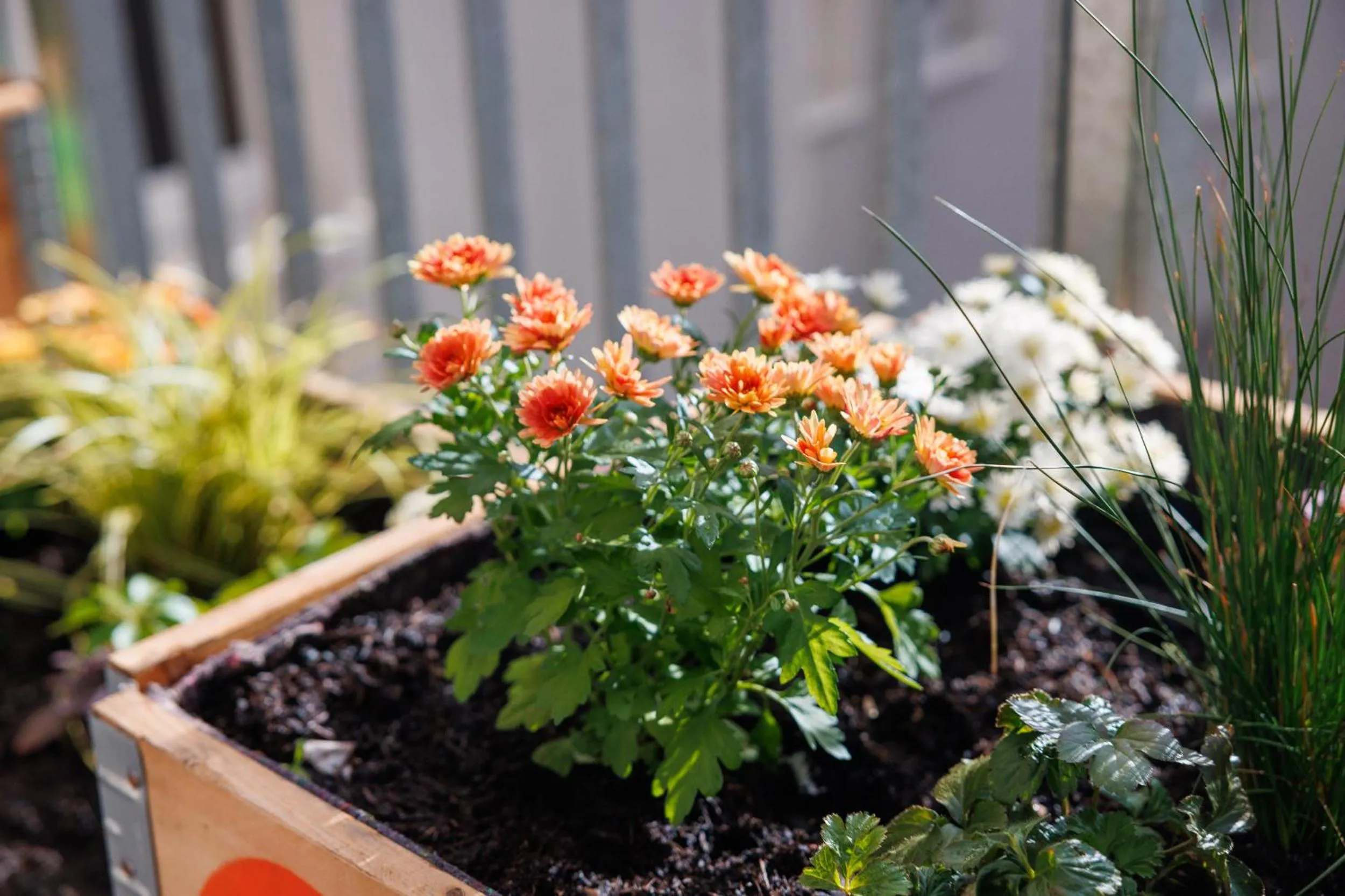 Garden in POHA House Büchel