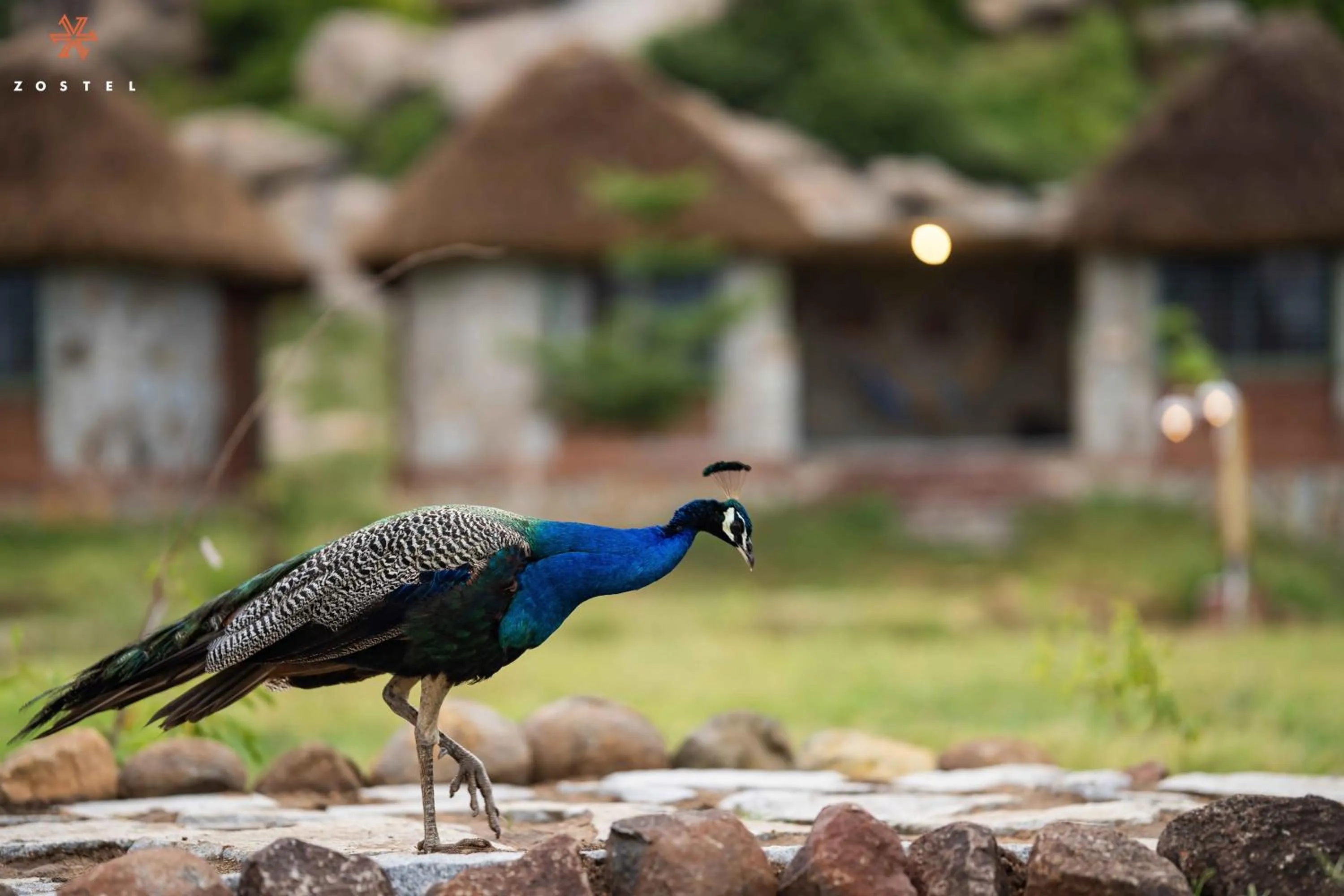 Animals in Zostel Hampi, Gangavathi