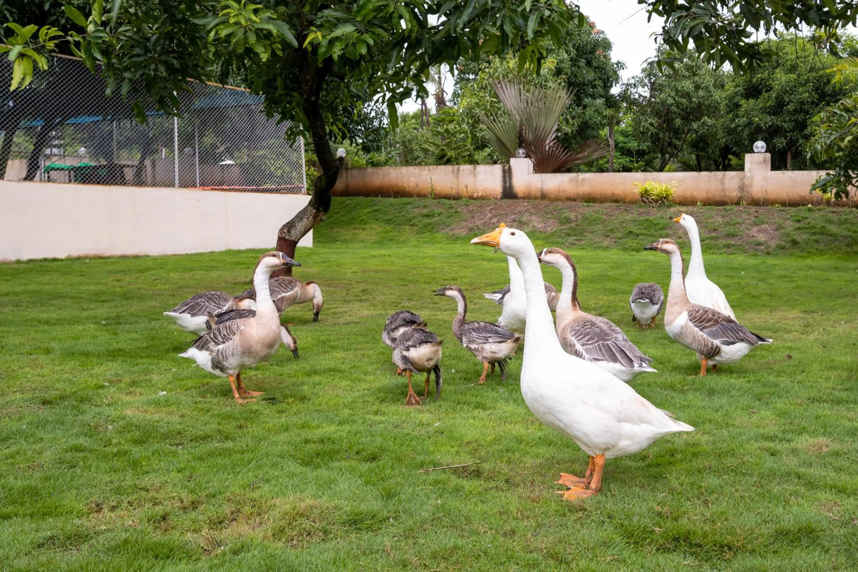 Freesia Resort by Express Inn