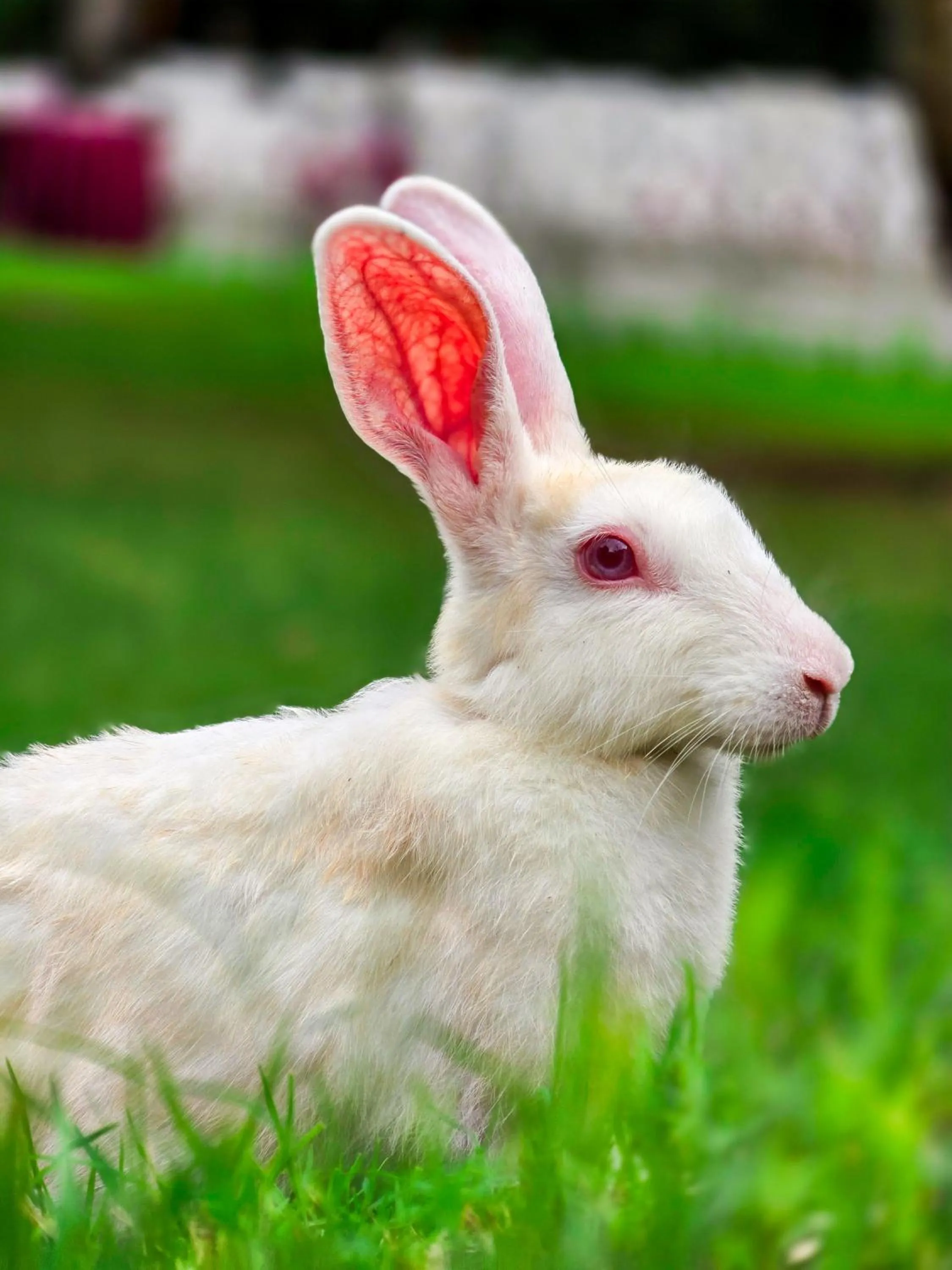 Freesia Resort by Express Inn