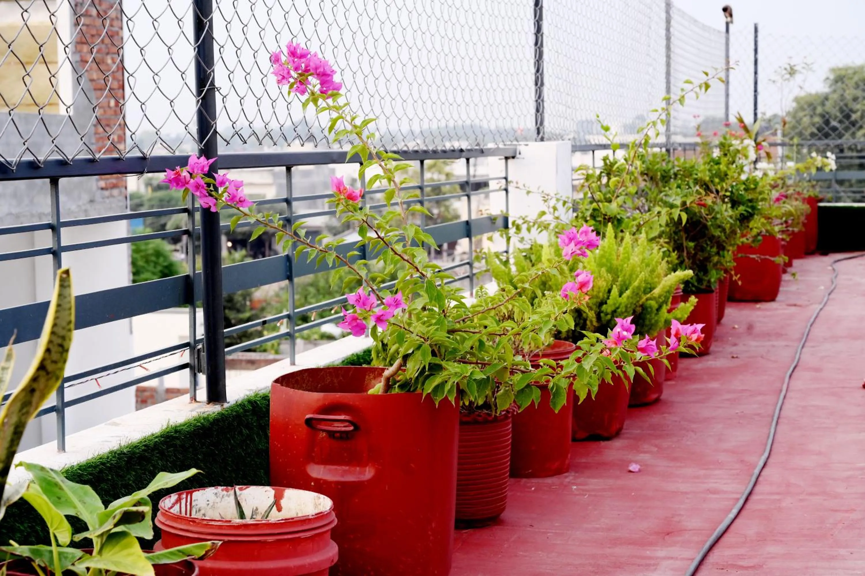 Garden view in PATIALA INN